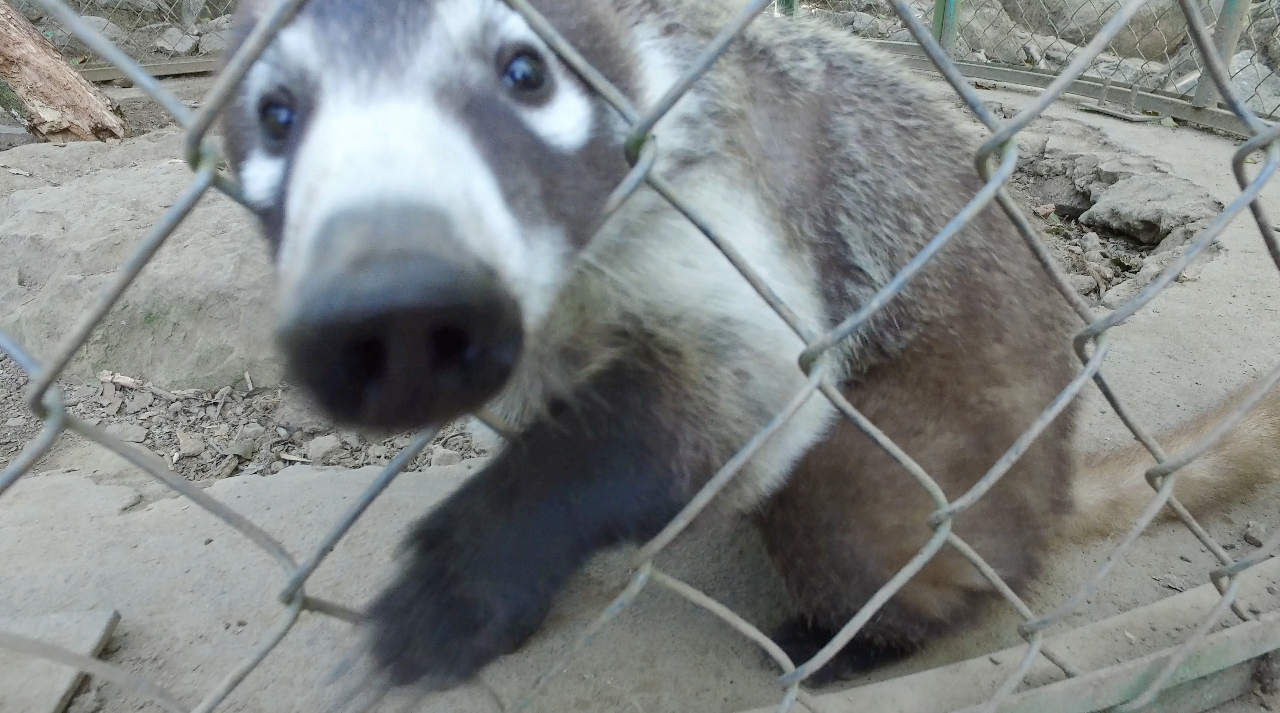 A friendly coati, anxious for a little attention.