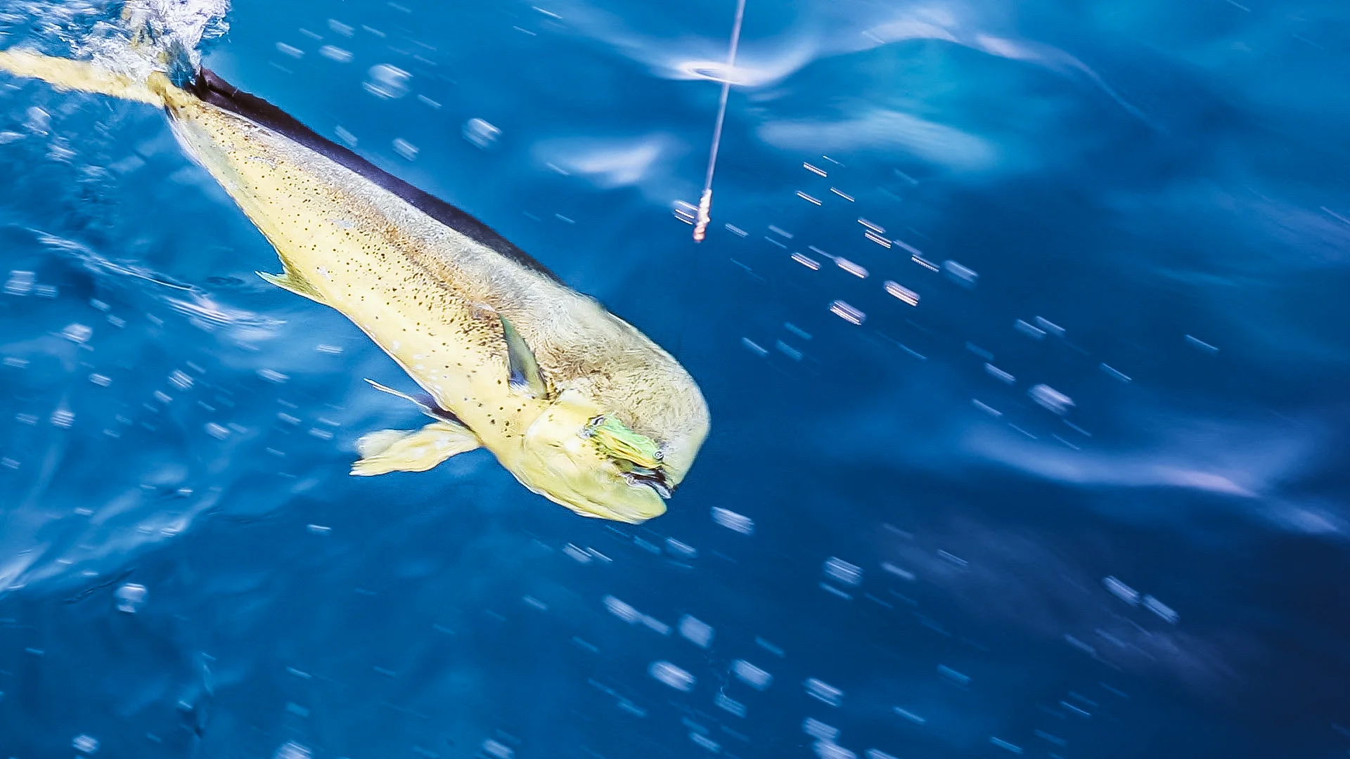 A massive mahi mahi we almost landed on the second day of our passage.