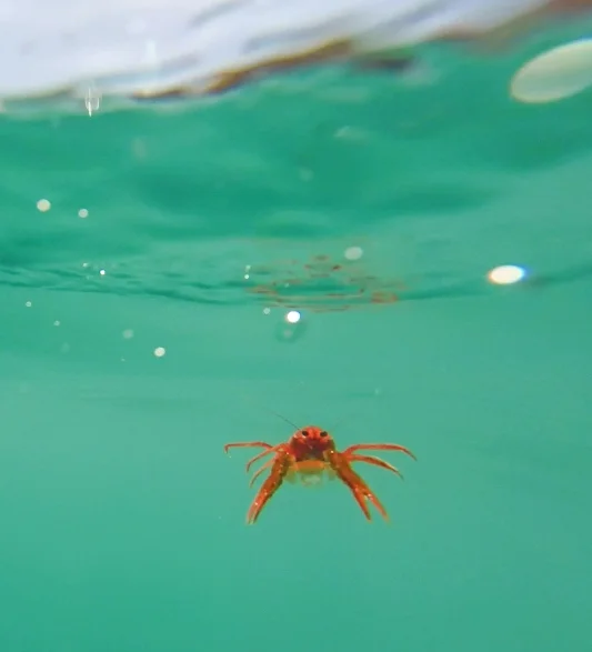 Red Crab Invasion!