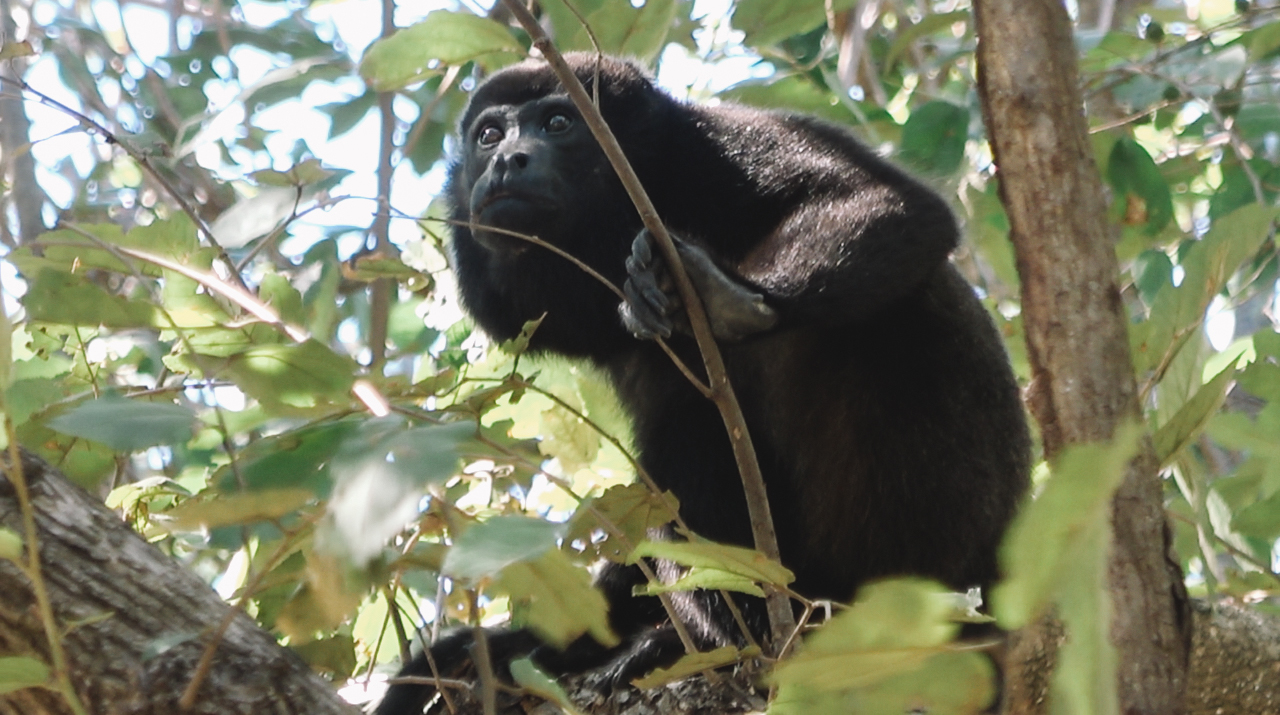 The first howler monkey we spotted in Nicaragua.