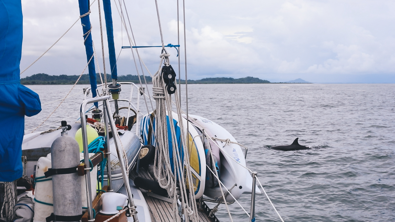 Our porpoise friends guiding us over the bar.