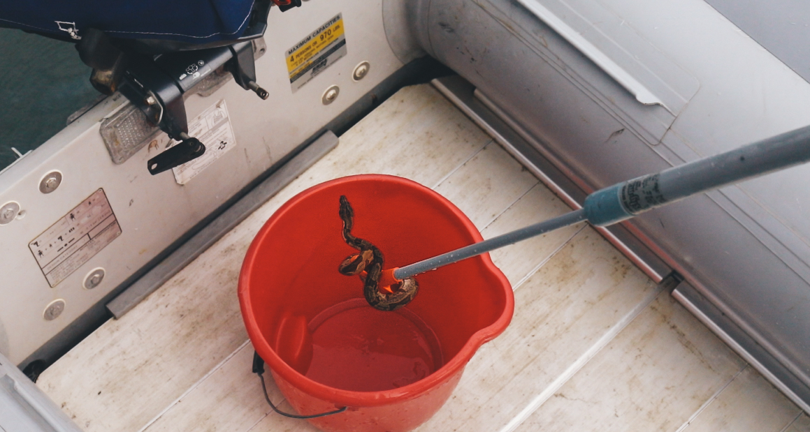 There’s a snake in the dingy!