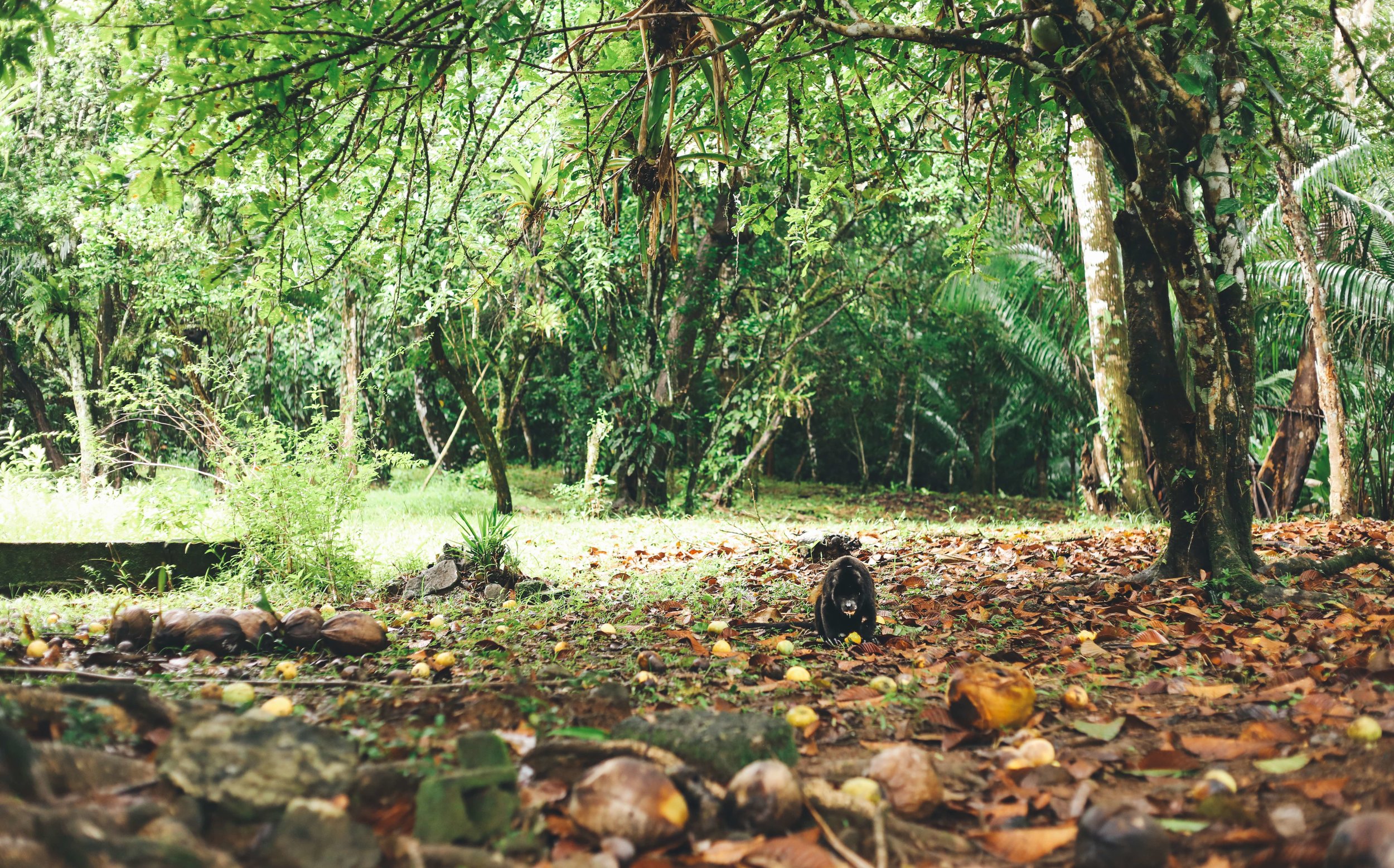 A howler monkey enjoying some ripe mangoes in front of Domingo’s old home.