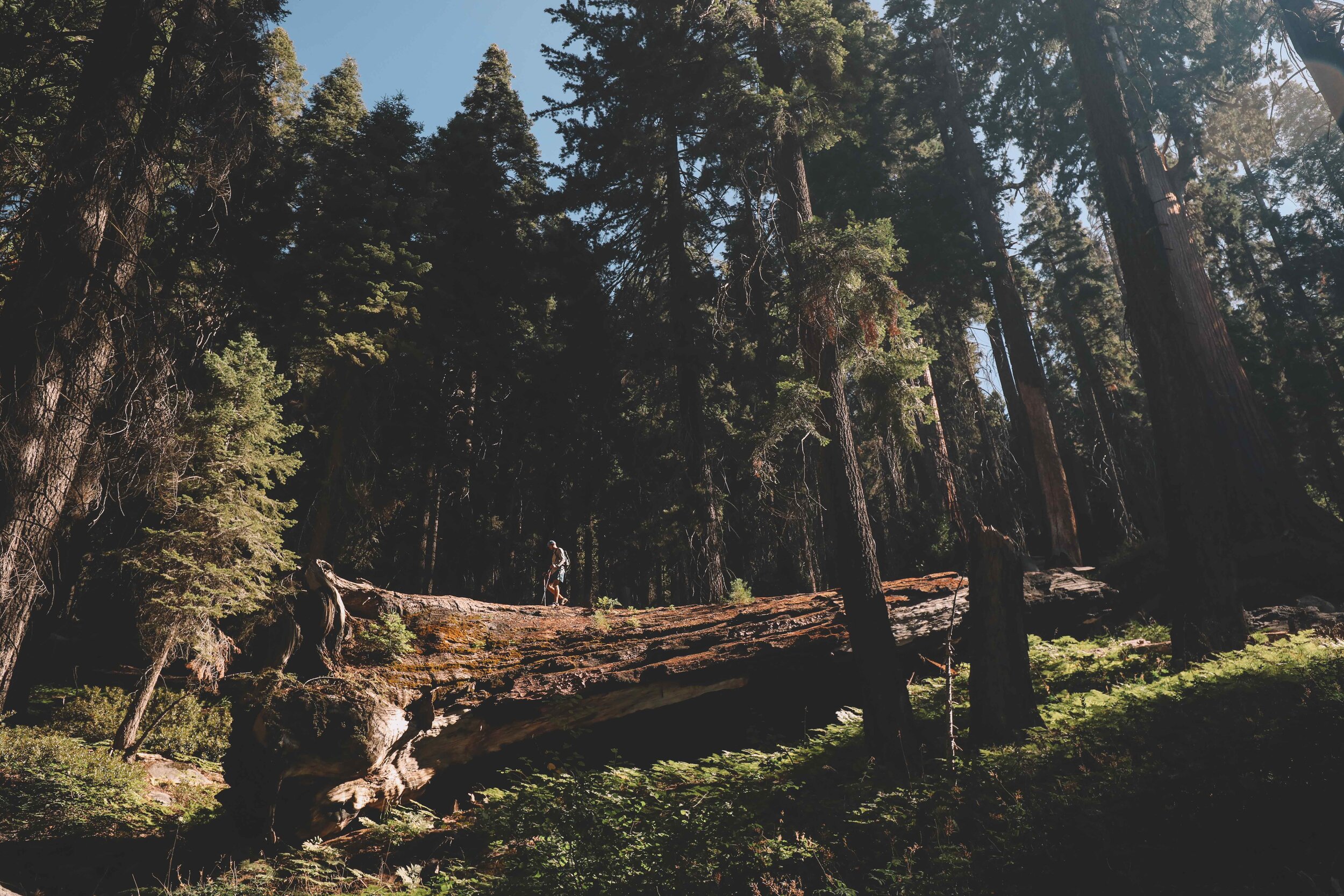 Walking down a fallen giant.