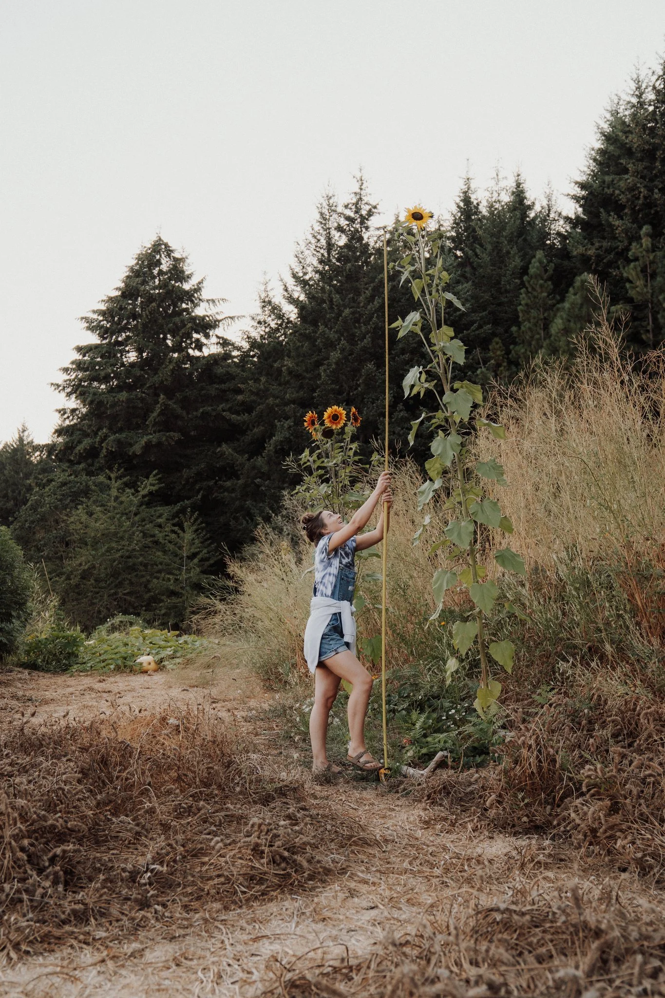 A person measuring a tall sunflower in a field with trees in the background.