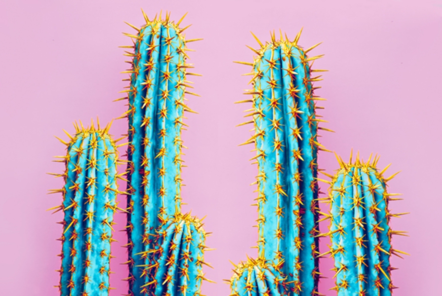 header_cactus_ideario 2.jpg