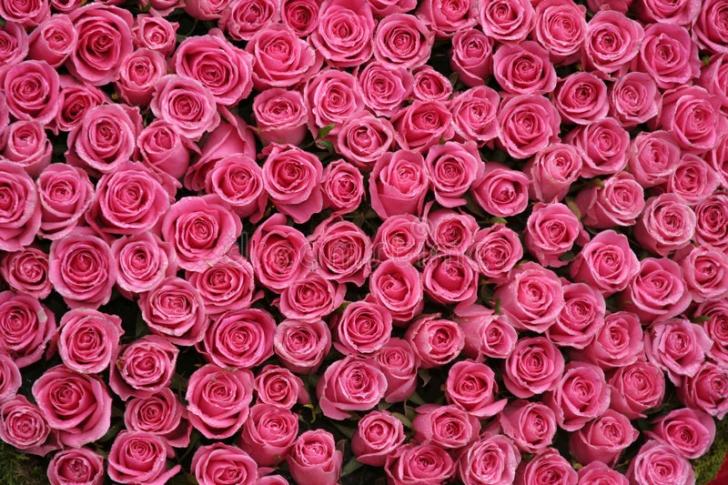 pinkroses.jpg
