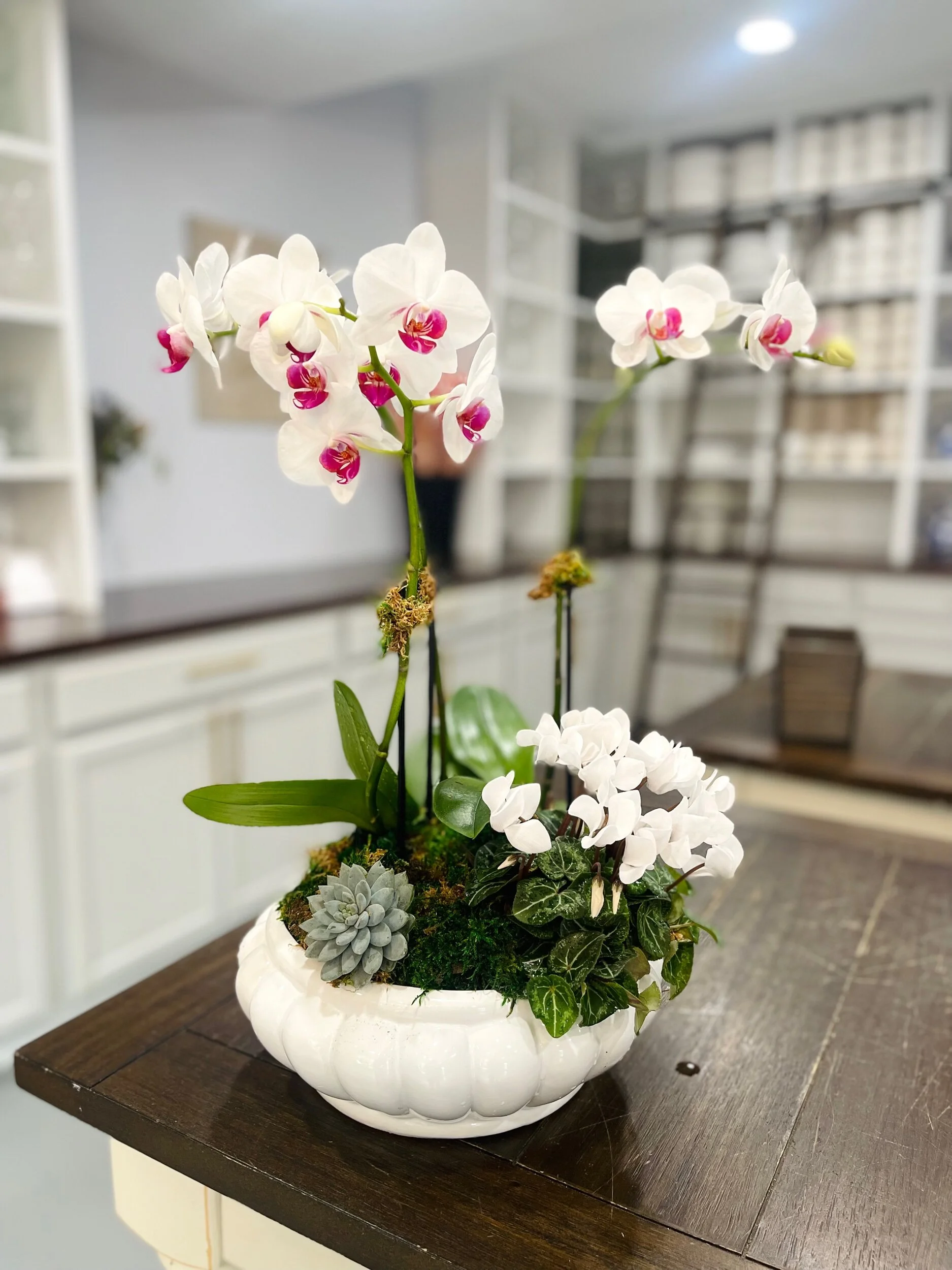 Orchid Dish Garden