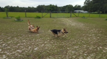 Nothing Gets Between Rex and His Frisbee