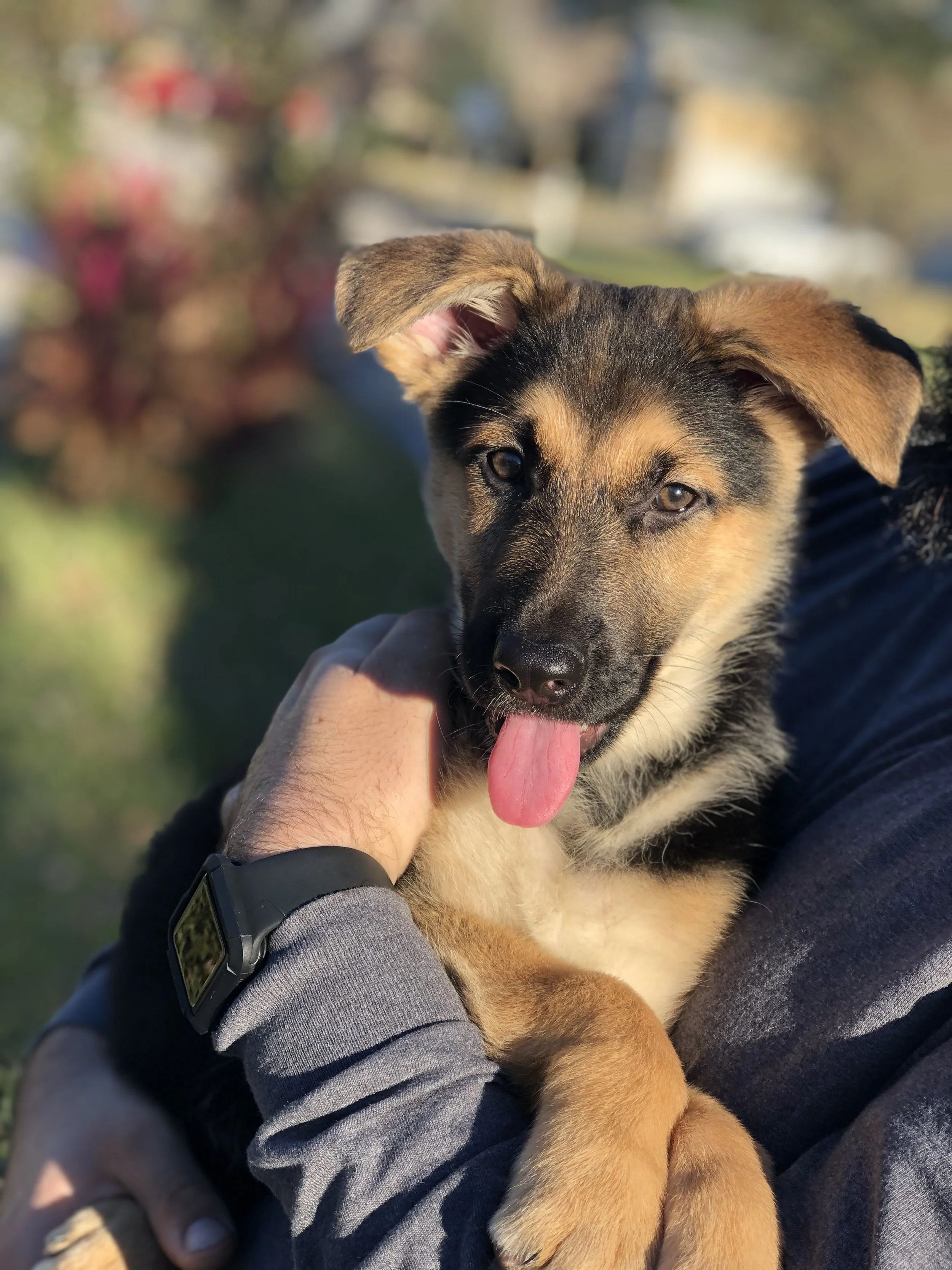 9 Week Old Puppy from one of Rex’s Previous Litters
