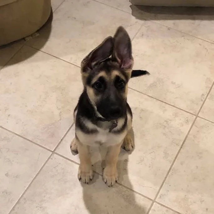 13 week german shepherd puppy