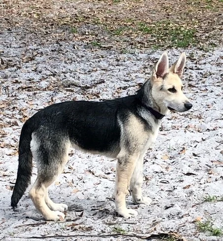 maskless german shepherd
