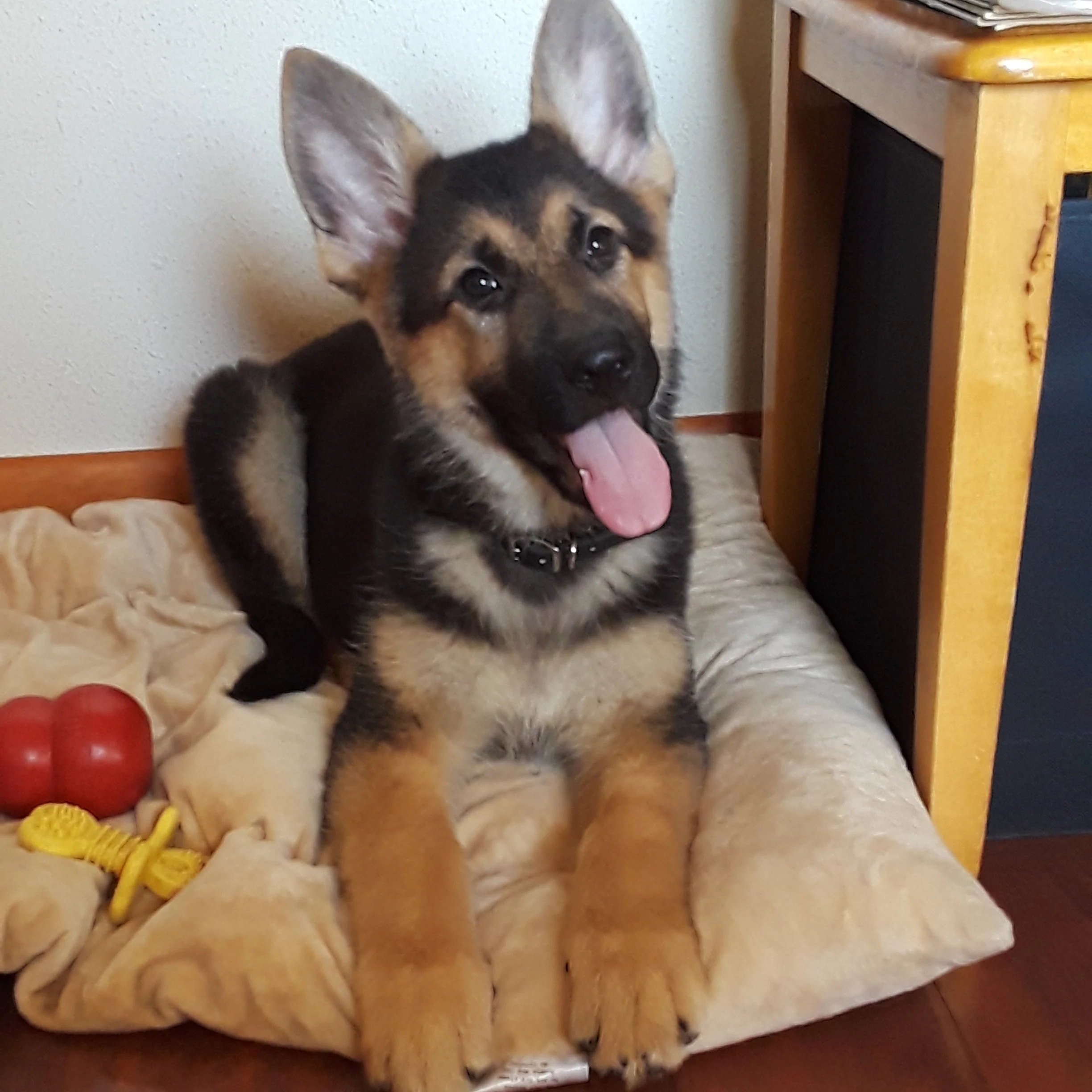 This is Java (formerly called “Daisy”). She is one of the puppies from Abbey and Rex’s previous litter. You can see more of the pups from that litter (as well as other unrelated litters) and how they turned out by clicking on Java’s photo. When you get to the “Past Litters” page, click on the name of the parent pairs to see their pups!
