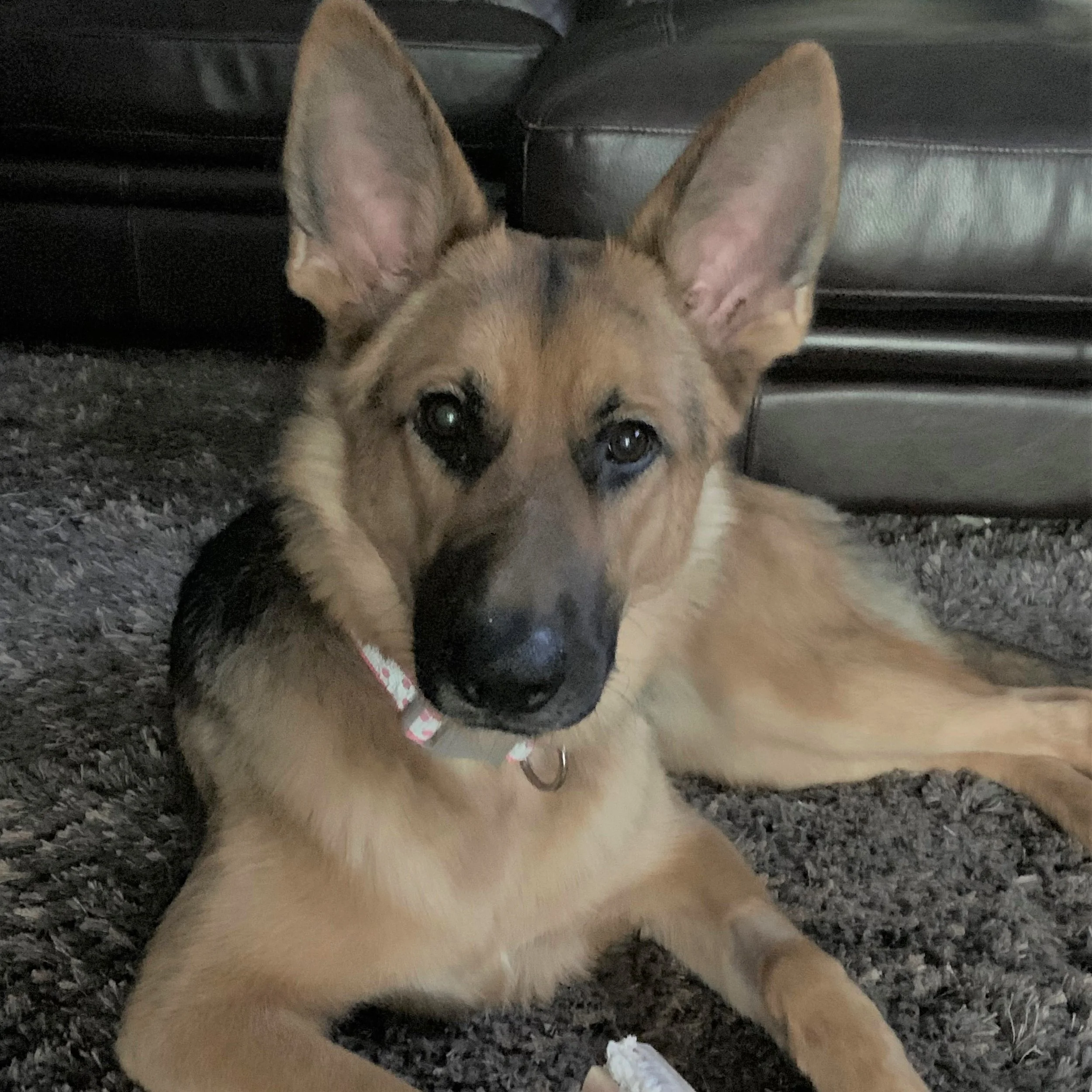 8 Months Old