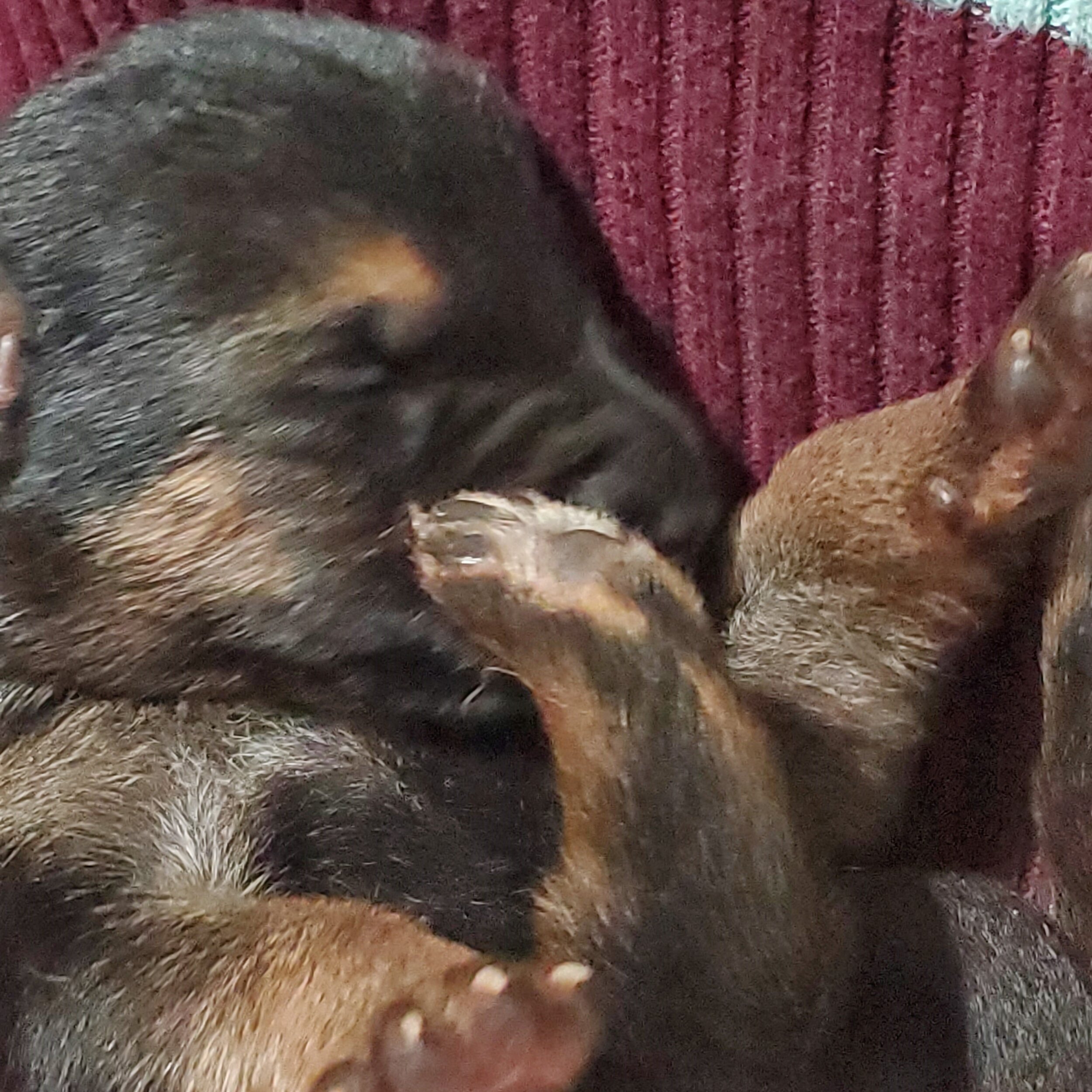 Settling in for a Nap