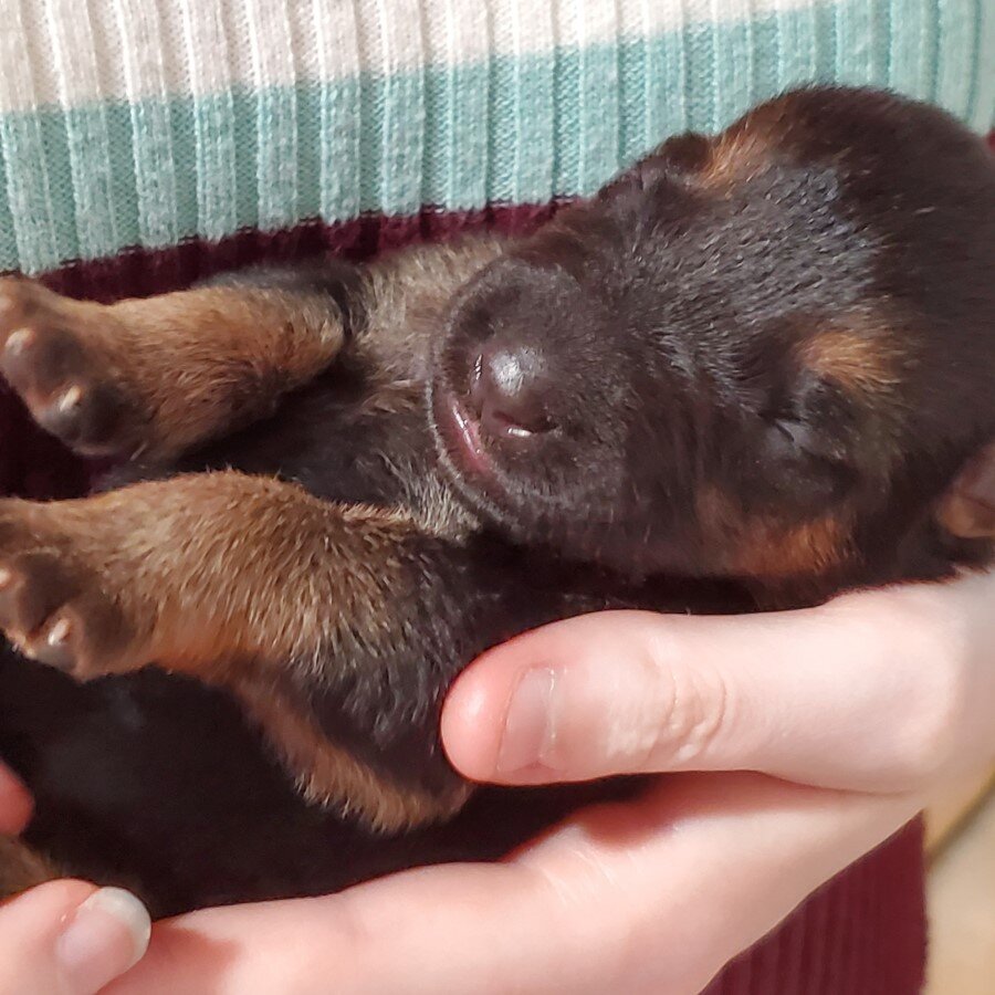 One Week Old