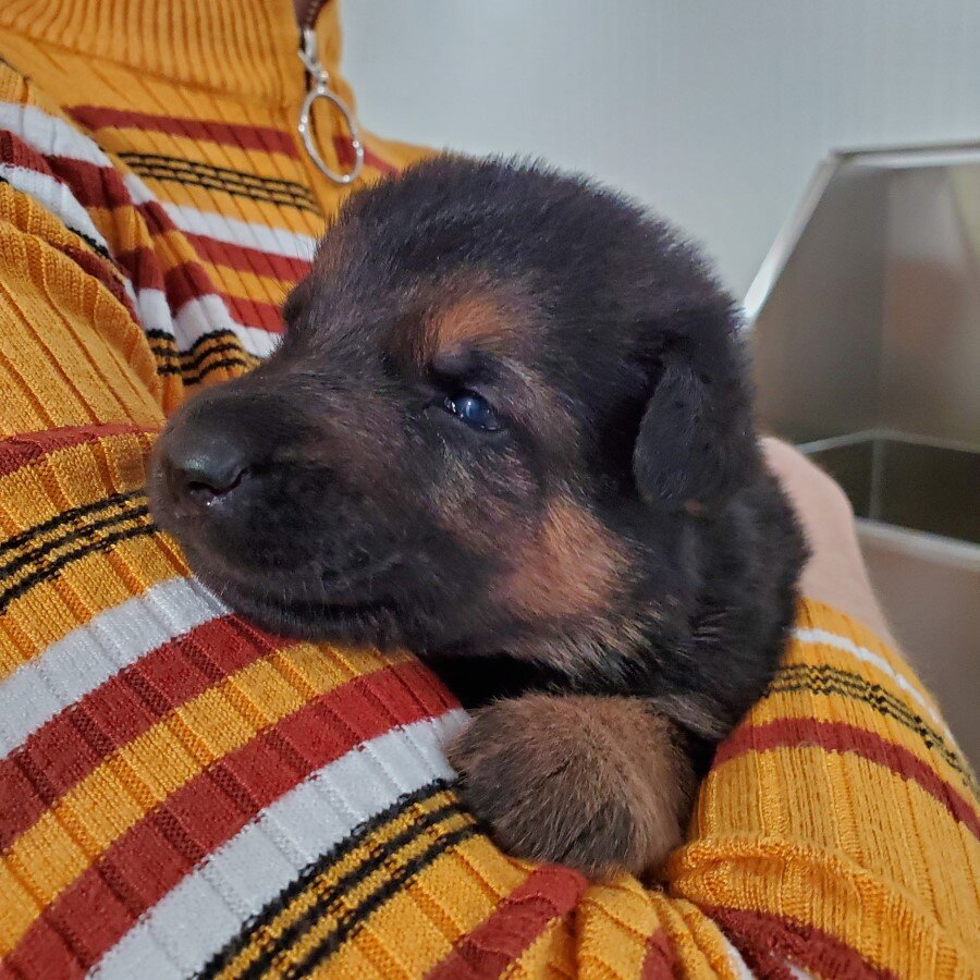 Three Weeks Old