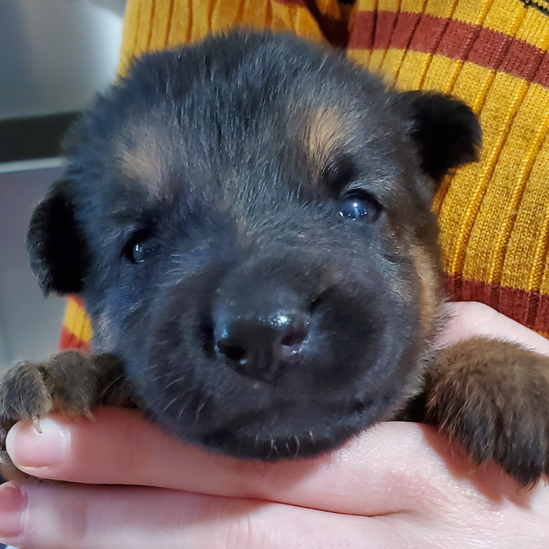 Teddy Bear Face!