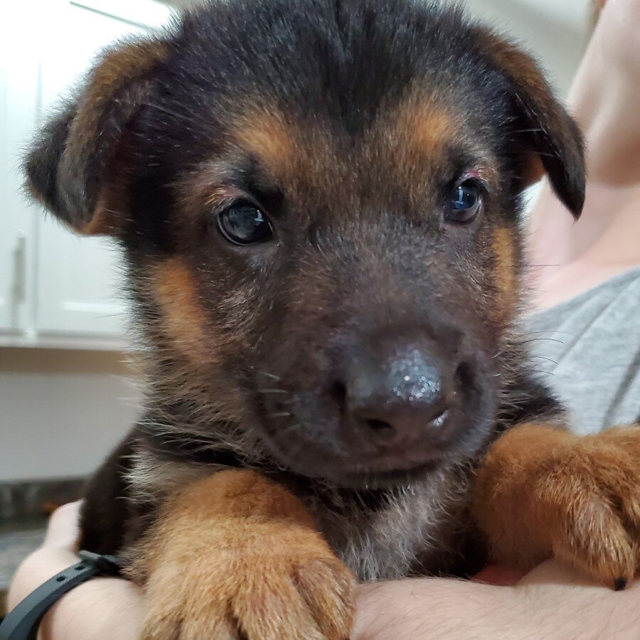 Six Weeks Old