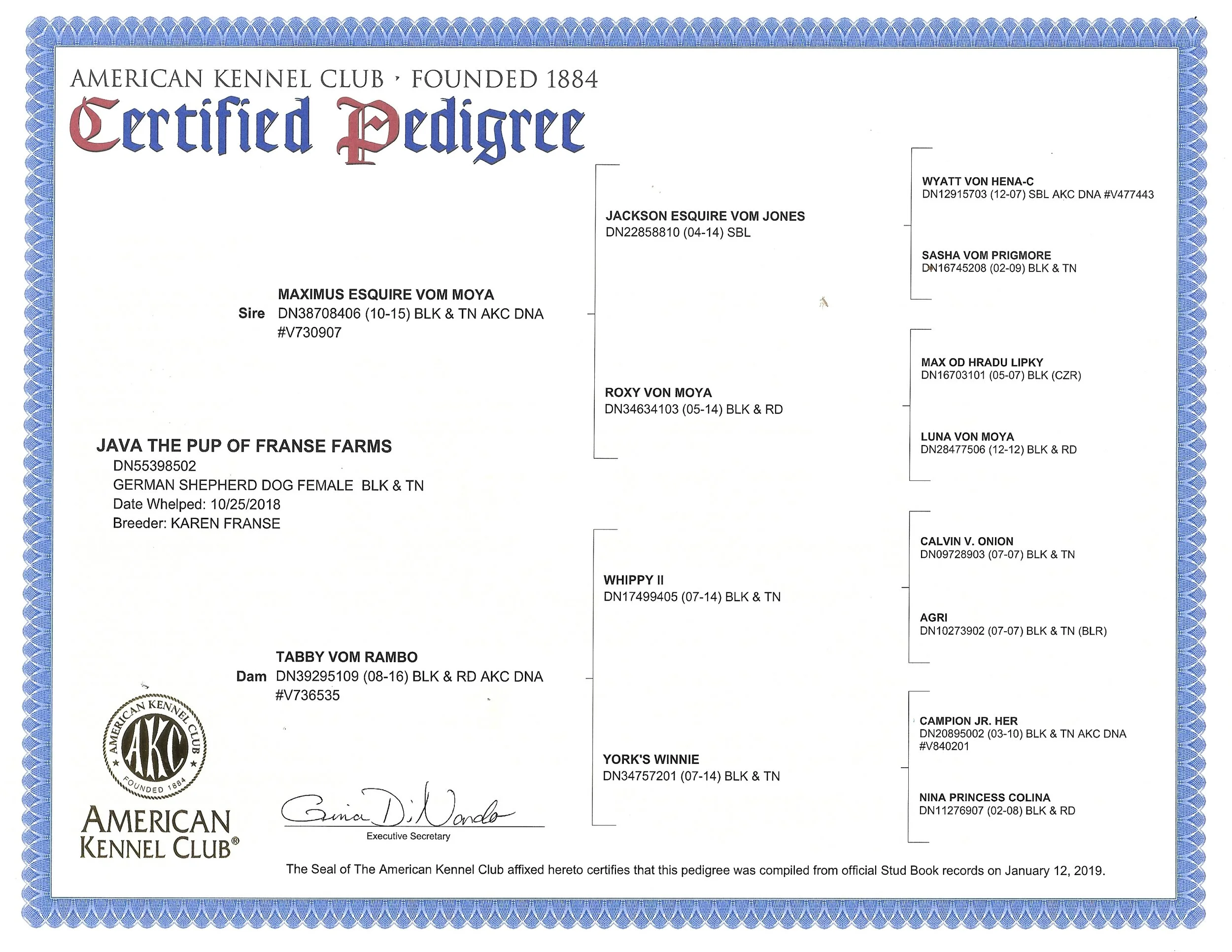 akc lineage