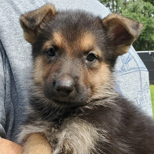 Six Weeks Old