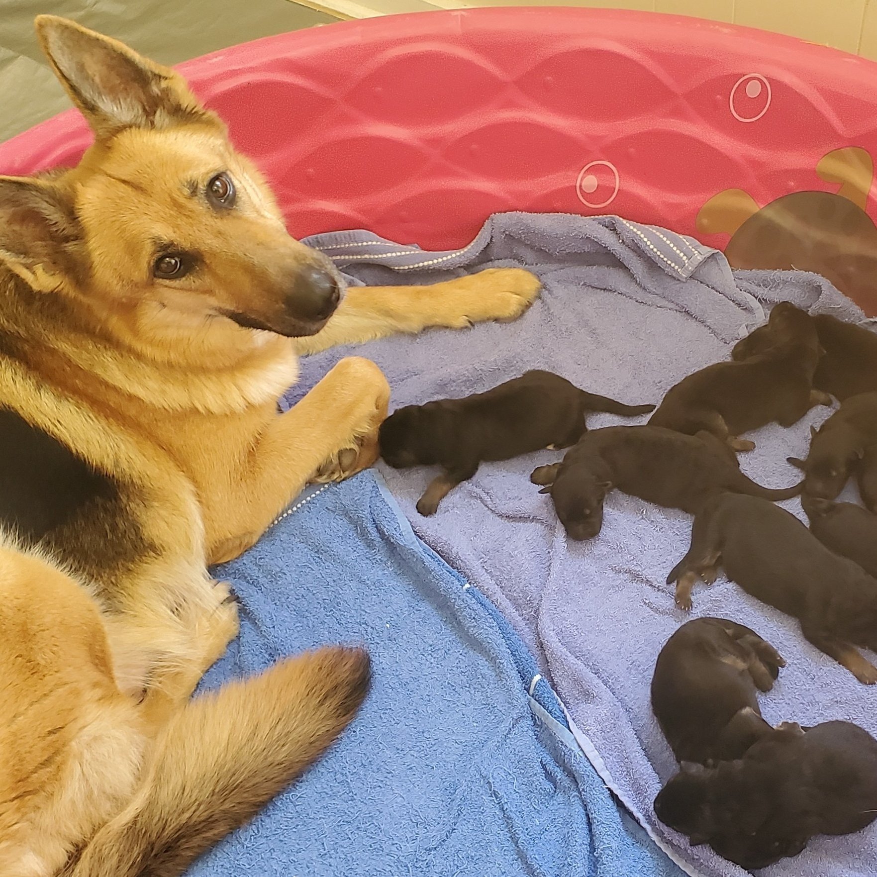 The Whole Litter on Day of Birth - 3-23-22