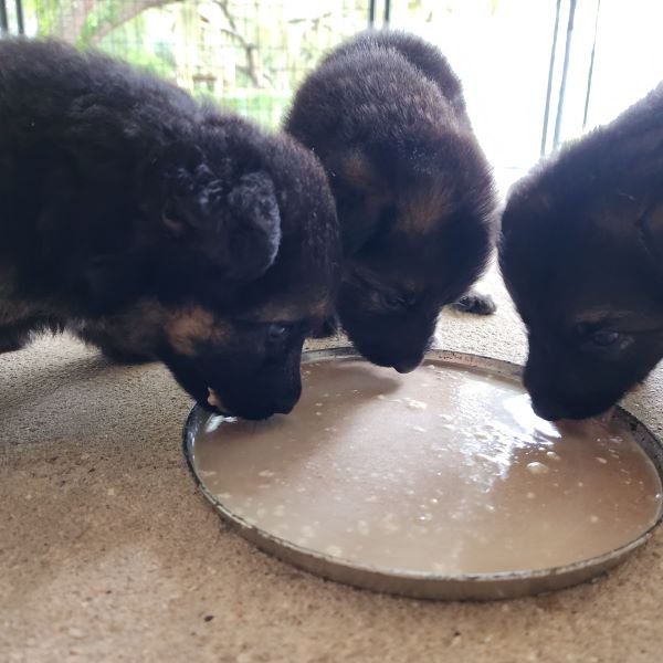 Four and a Half Weeks Old - Eating Food!