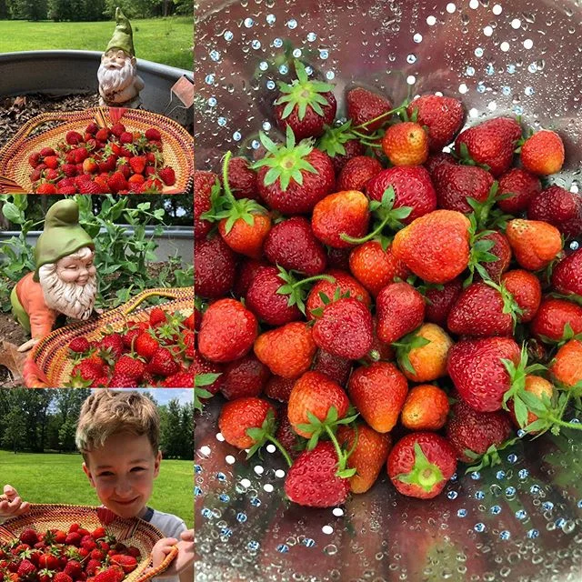 The gnomes are proud of their work. ❤️strawberries