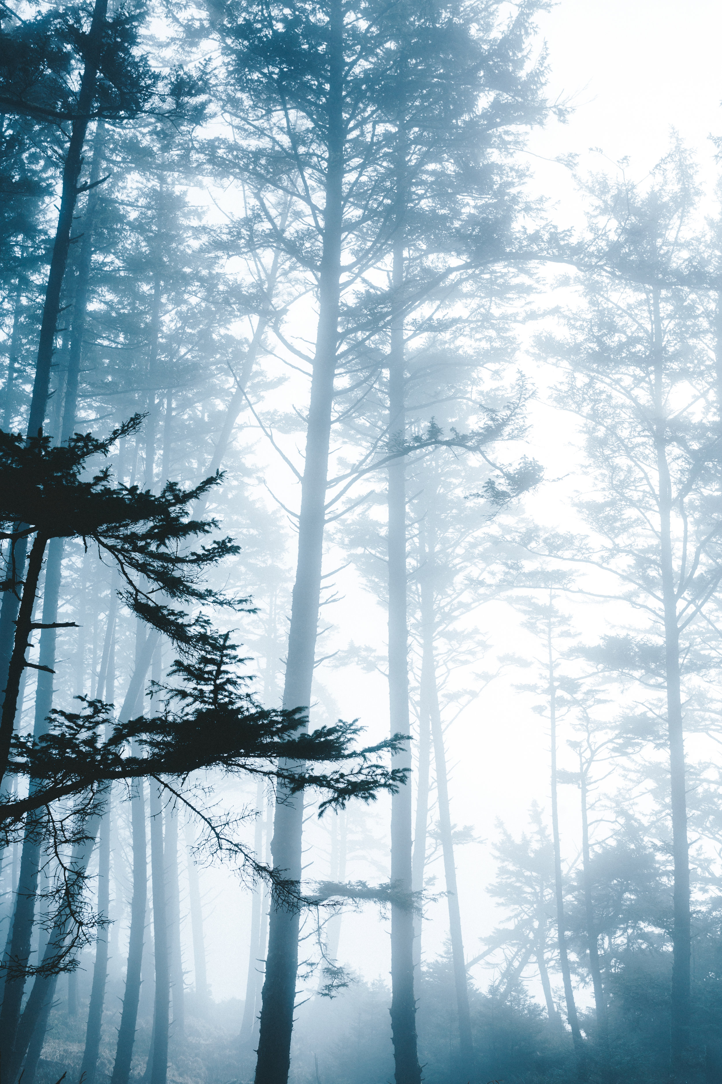Misty forest with tall trees, some with sparse branches, in a foggy atmosphere.