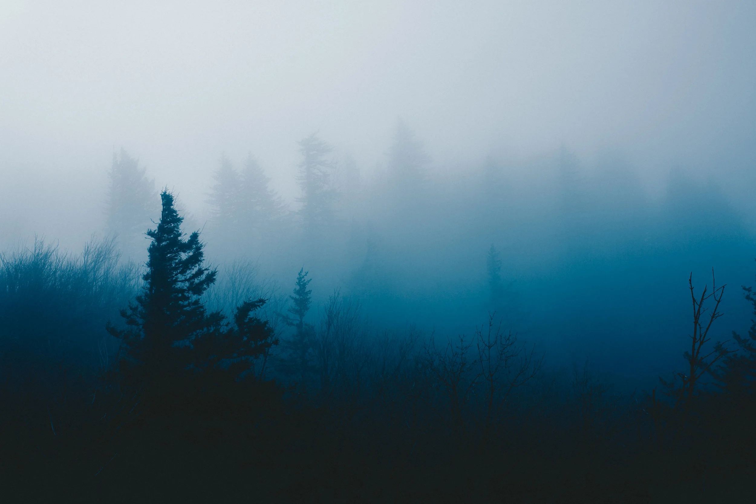 A foggy landscape with silhouettes of pine trees in the foreground and a dense fog obscuring distant trees.