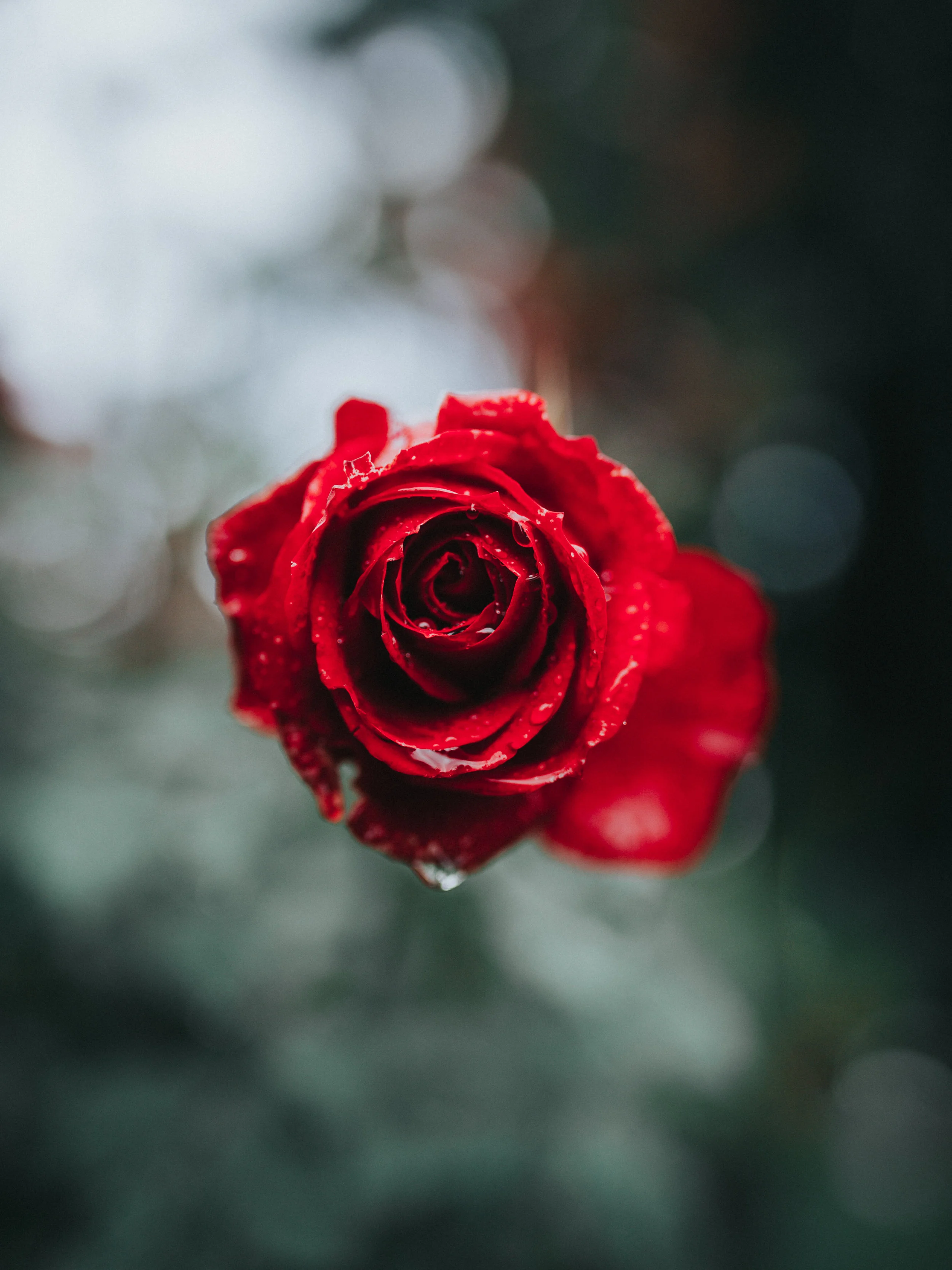 In The City of Roses