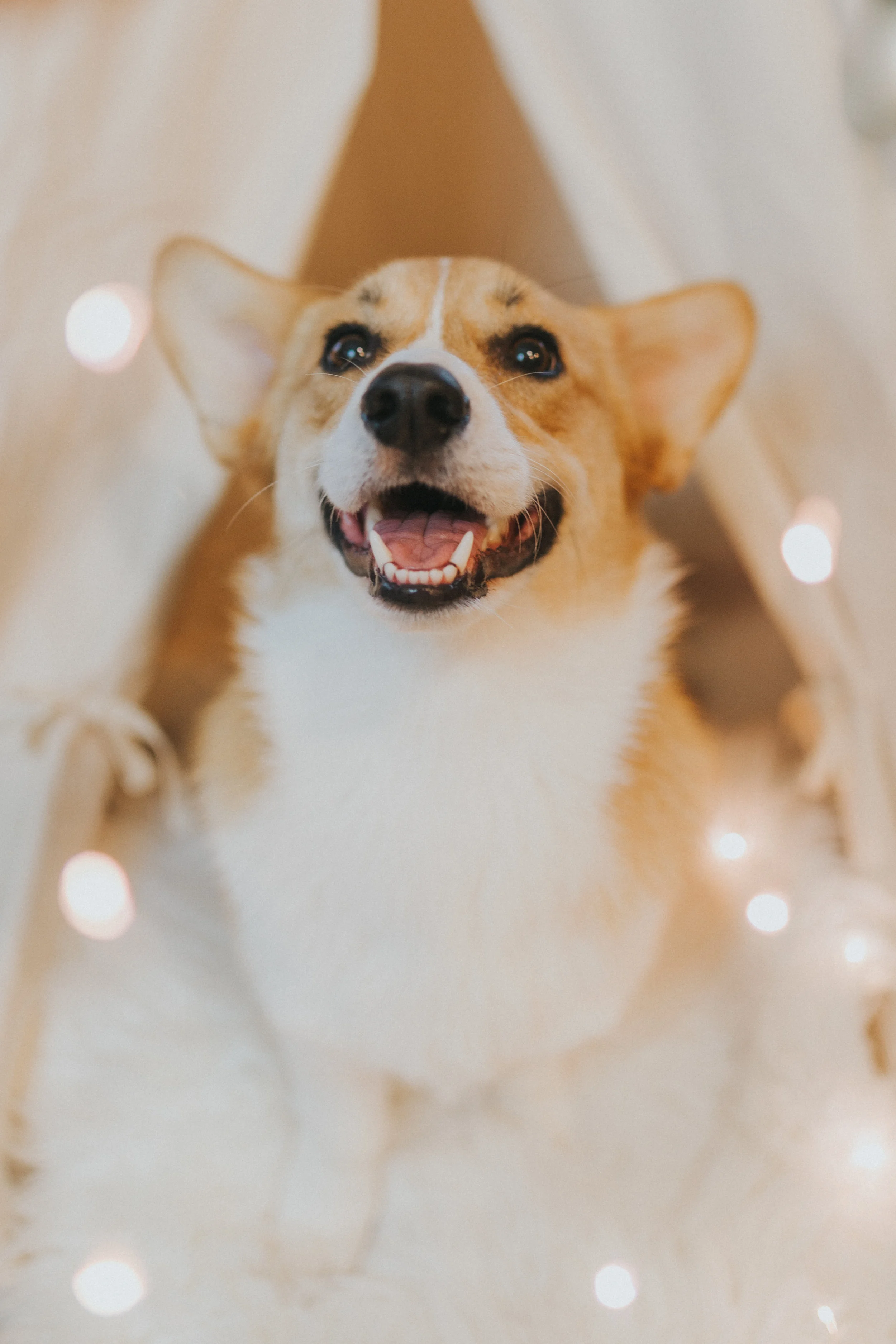 Morty's Smile