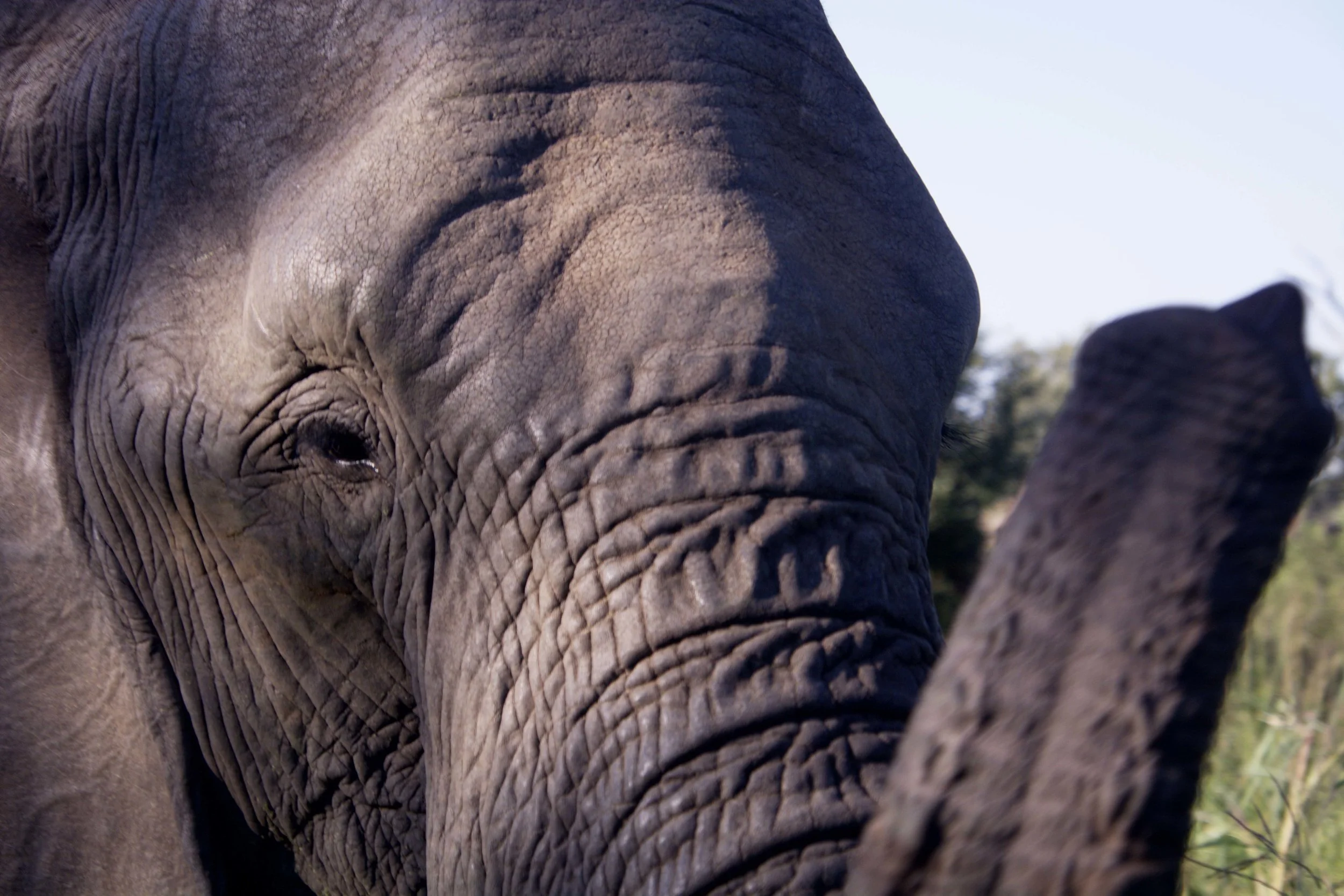 Elephant 2 enhanced.jpg