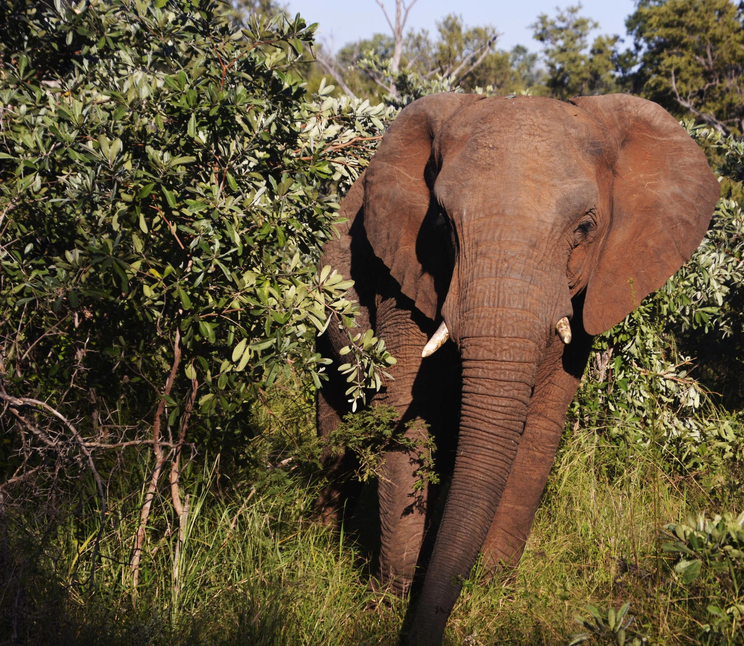 Elephant 3 enhanced.jpg