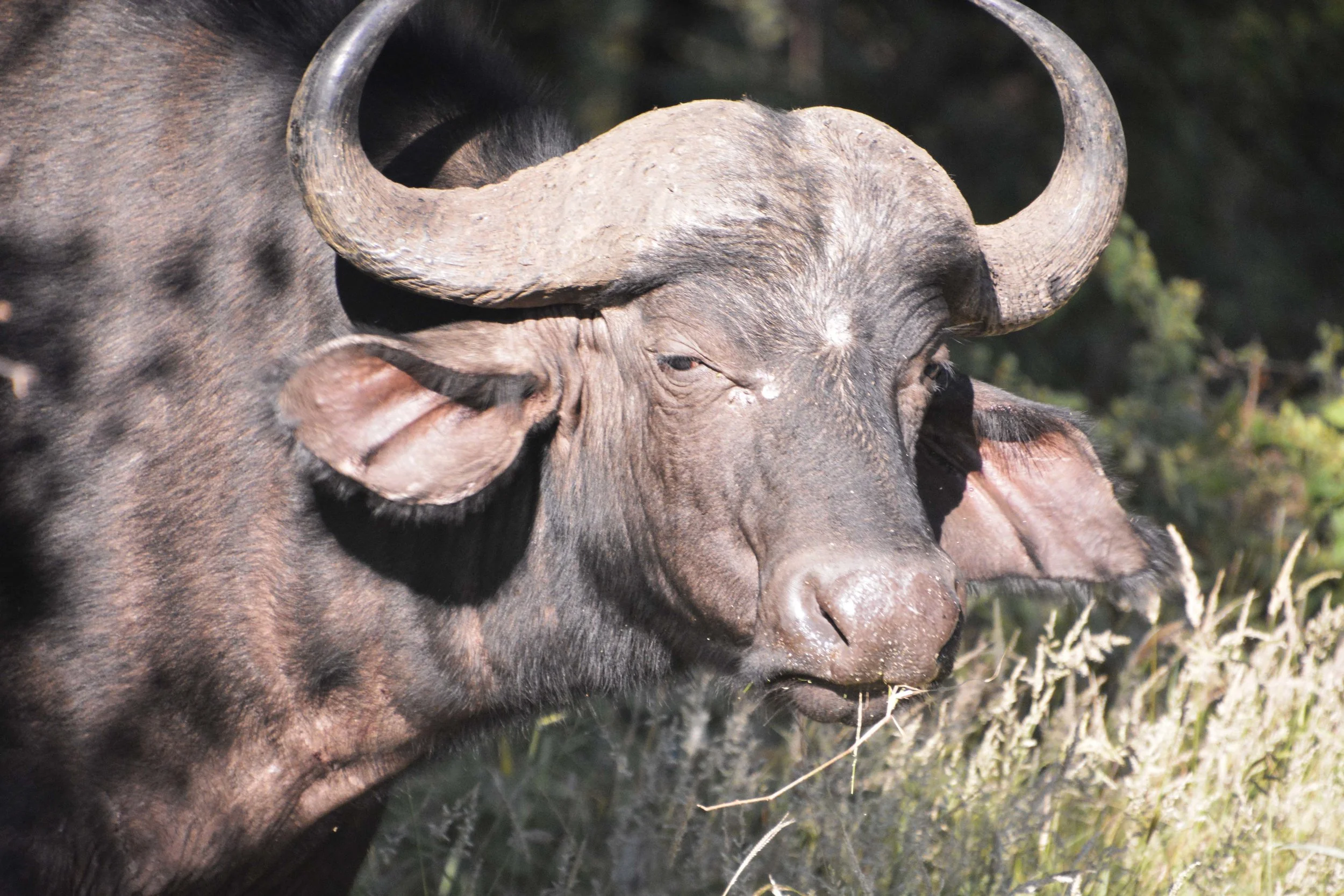 BUFFALO 5 ENHANCED.jpg