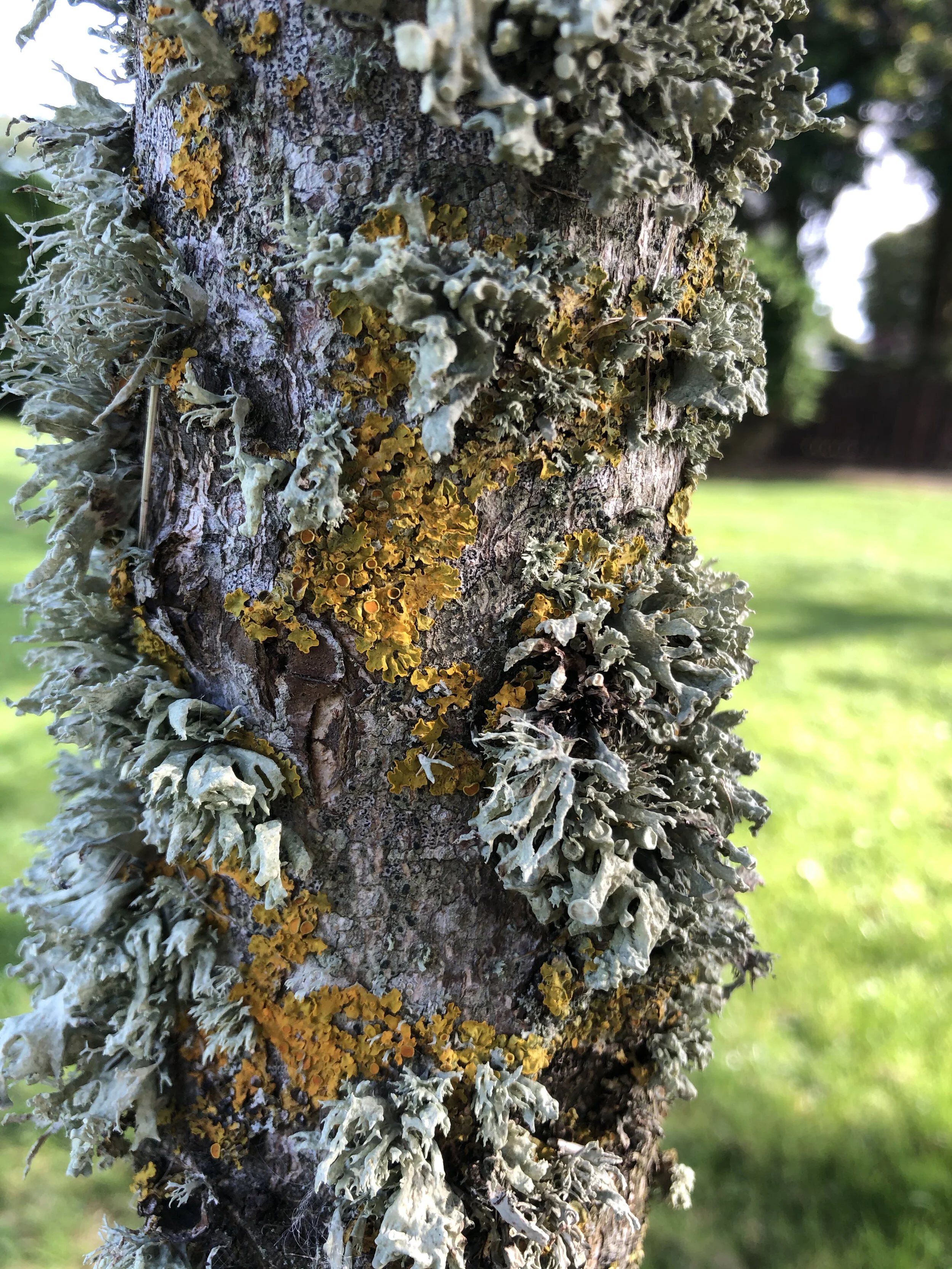 tree.jpg