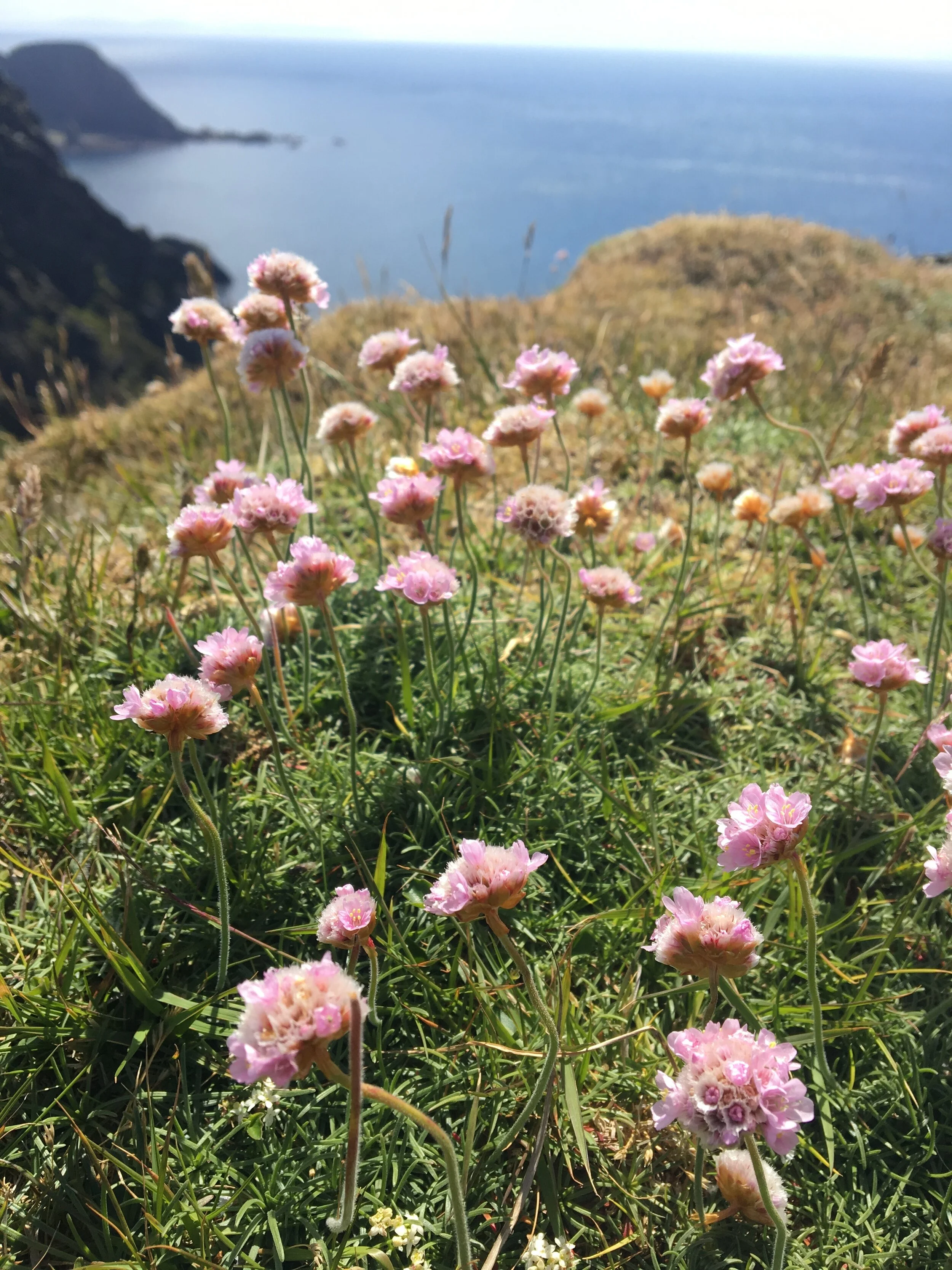 Islay - The Oa2.jpeg