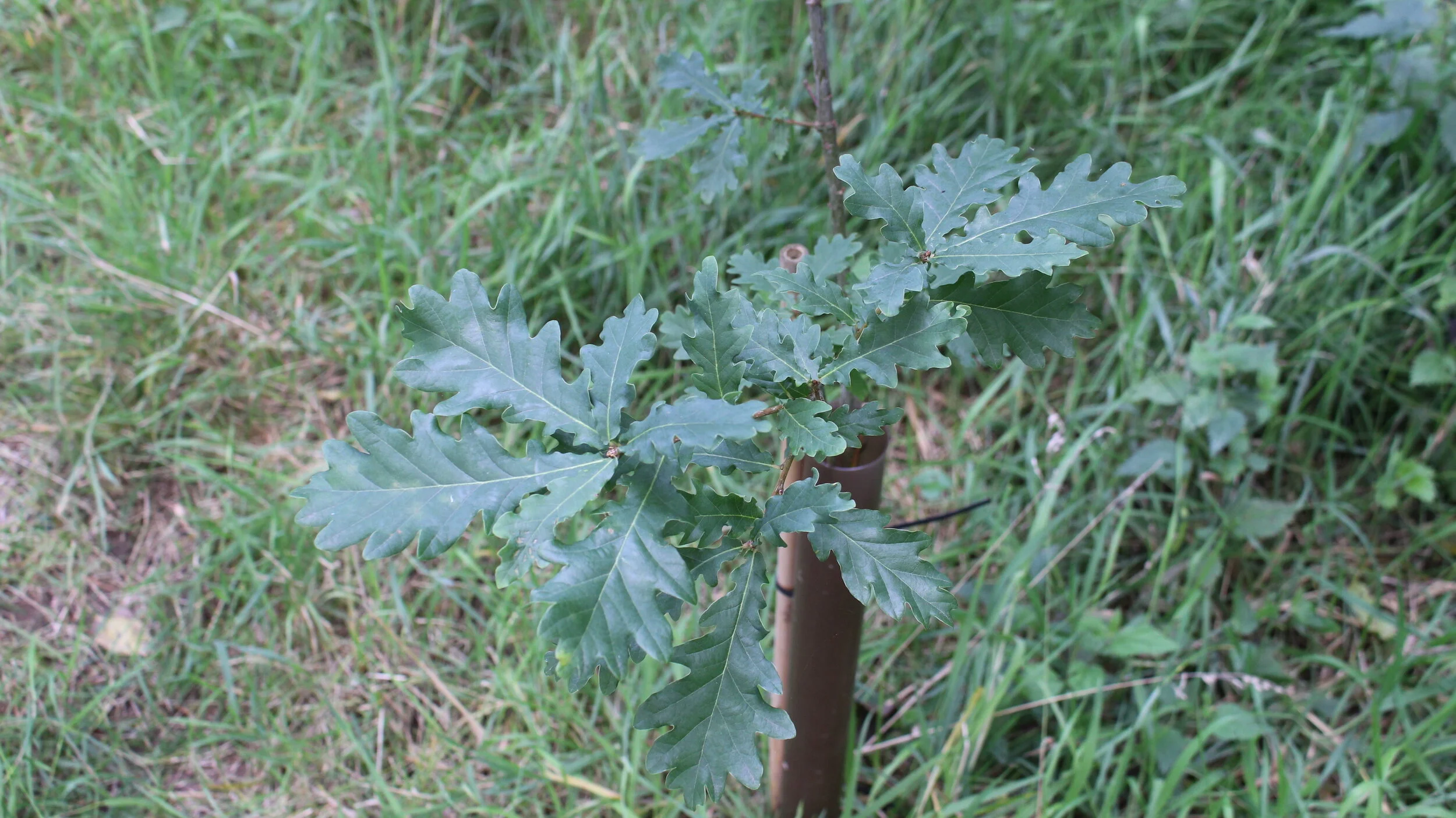 Oak Tree in shelter - IMG_3318.JPG