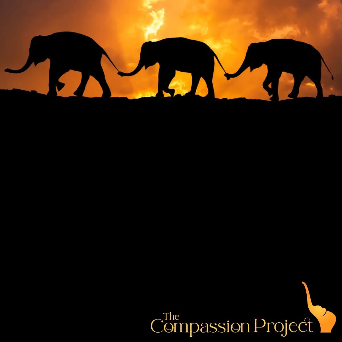 The Compassion Project