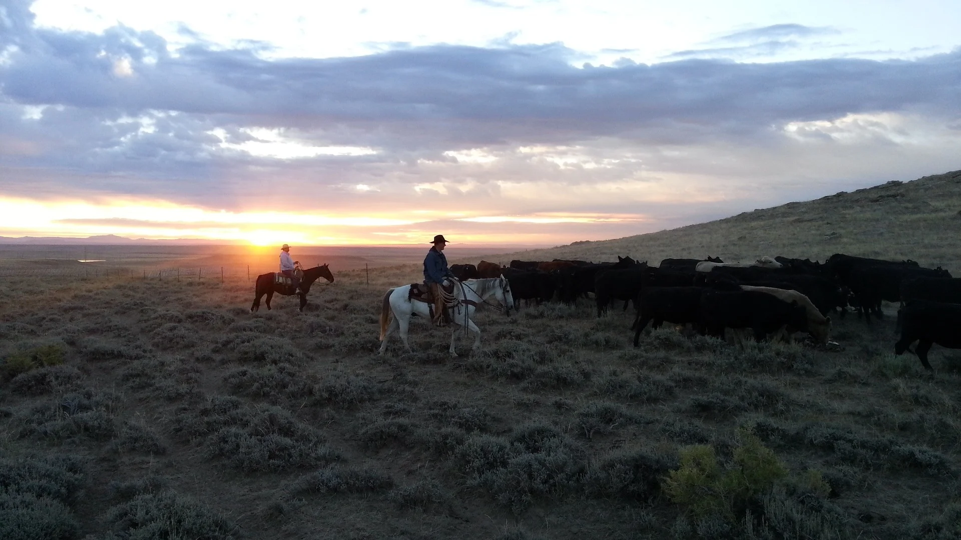 cattle-601942_1920.jpg