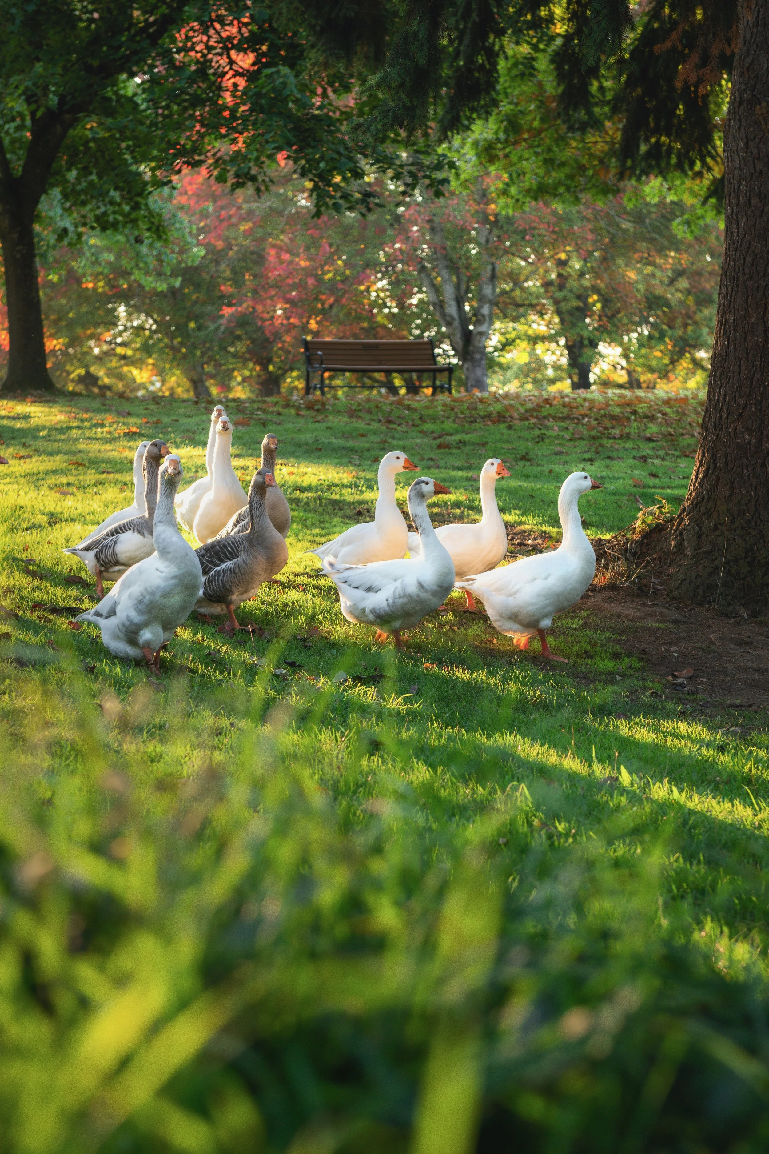 unsplash copyright free image from Tim Mossholder: a group of 11 geese walk across green grass with a park bench in the background and sunlight streaming through the trees