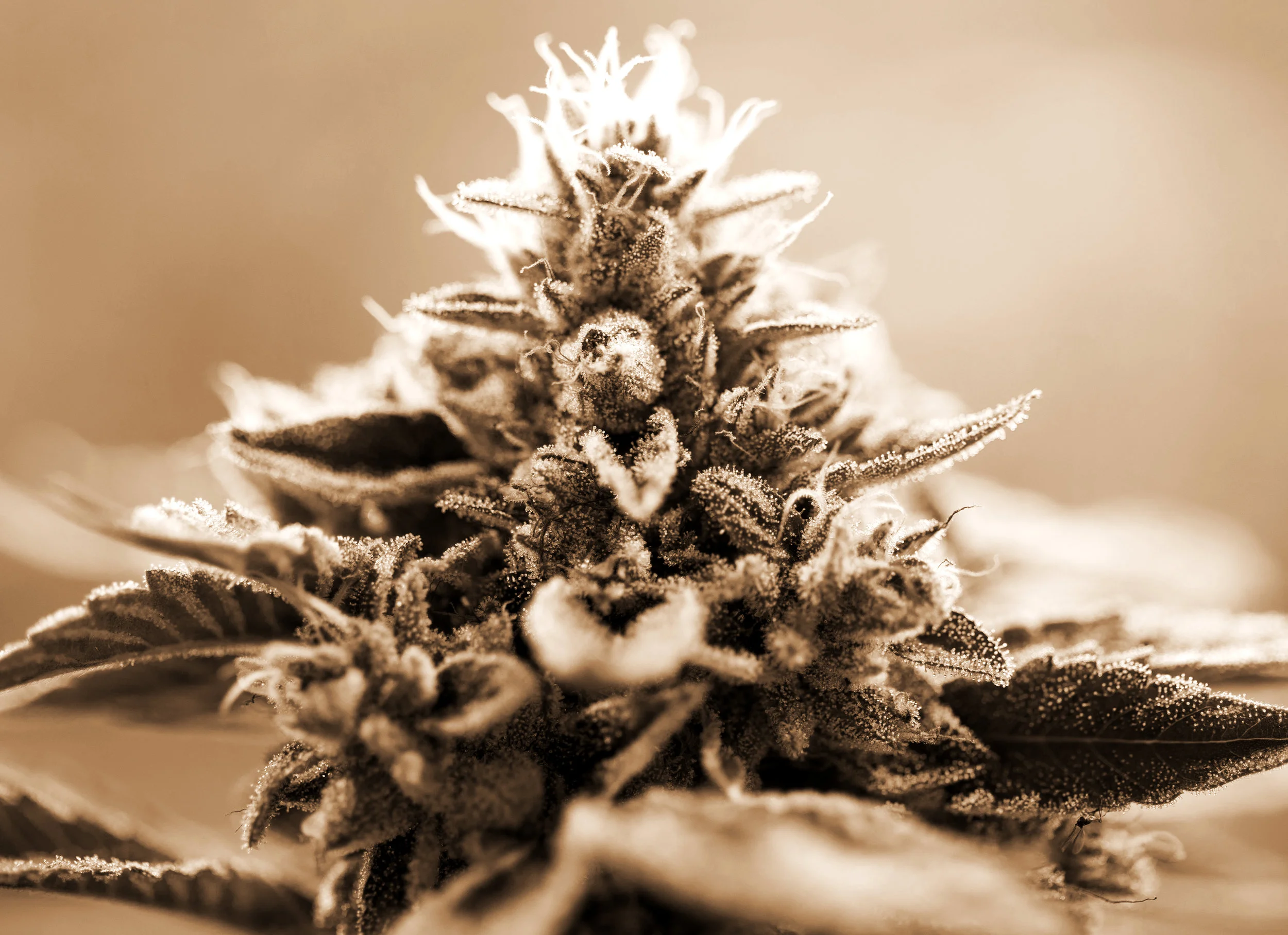 FlowerMacro-sepia.jpg