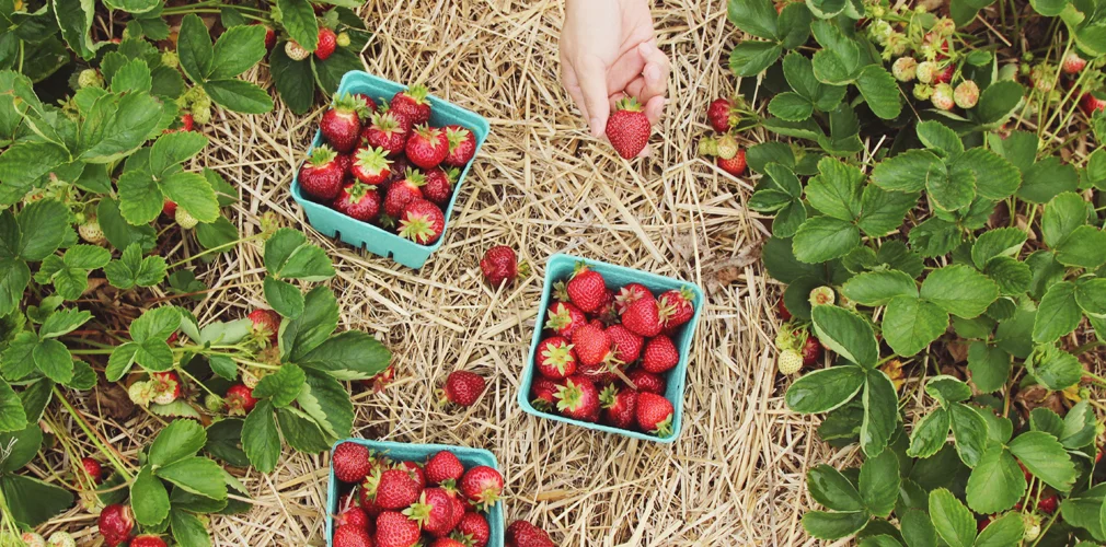 WPM_Home_Strawberry.jpg