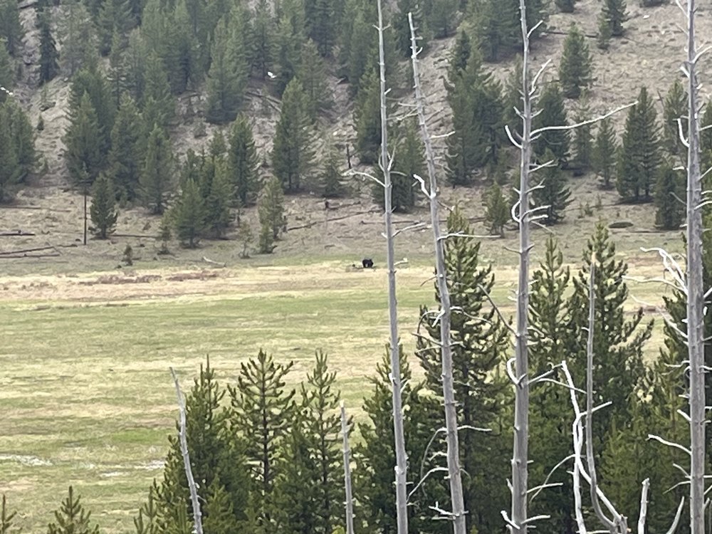 Yes that is a bear in the center in the distance