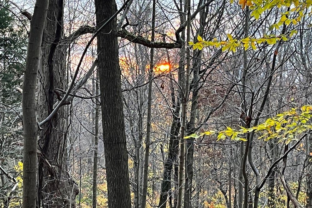 The sunset coming through the trees...