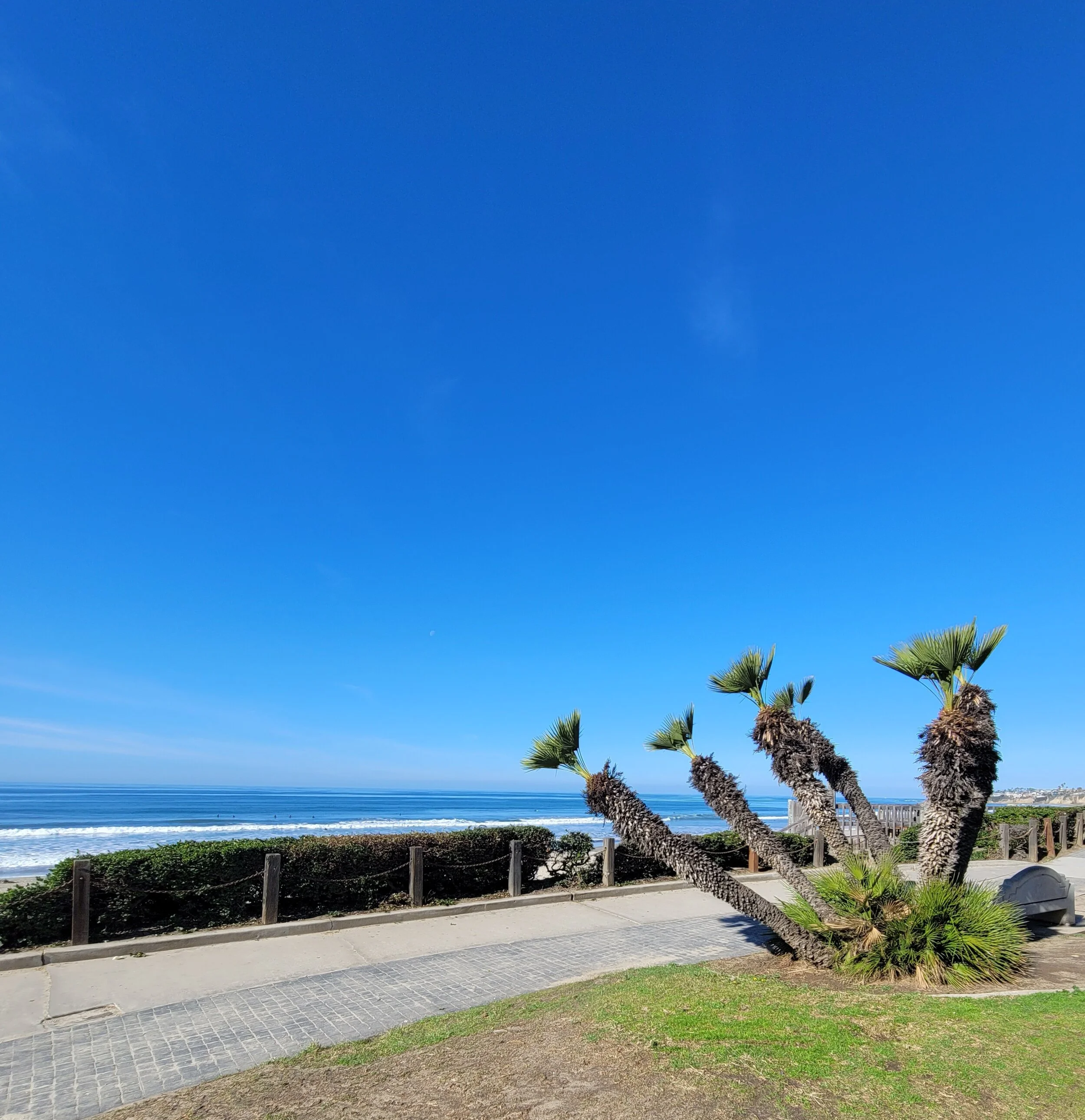 Palm Tree and Ocean 1.jpg