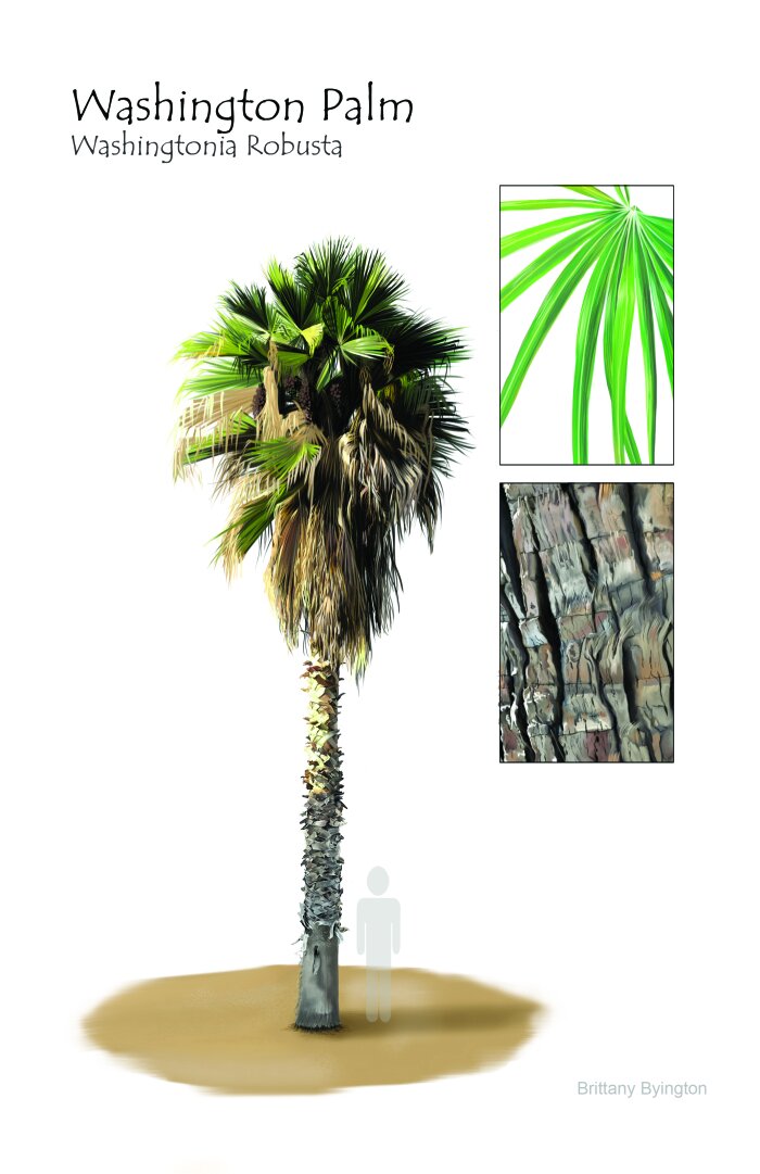 washingtonia.jpg