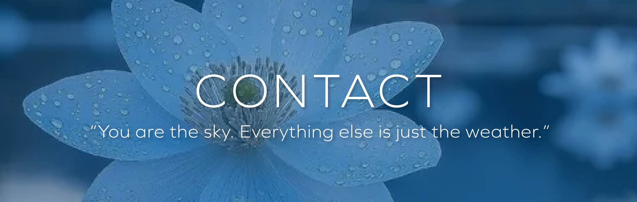 Light blue lotus flower on a dark blue background with rain drops on the petals.