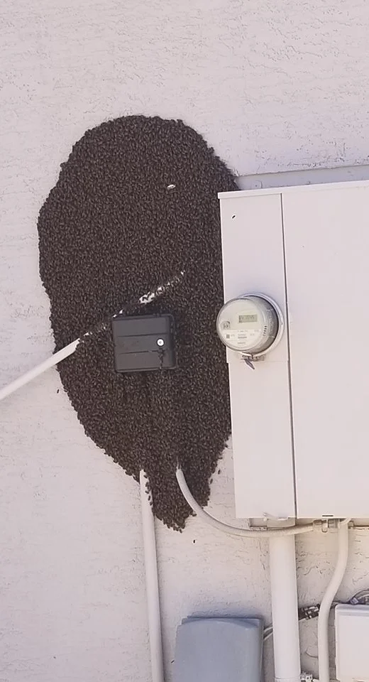 Bee swarm on wall