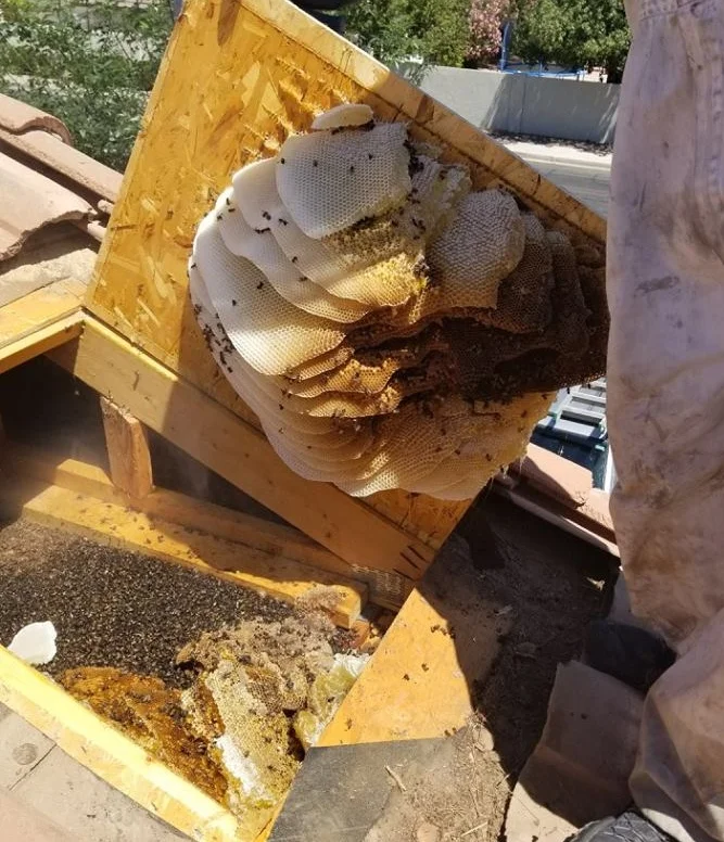 Honey removal
